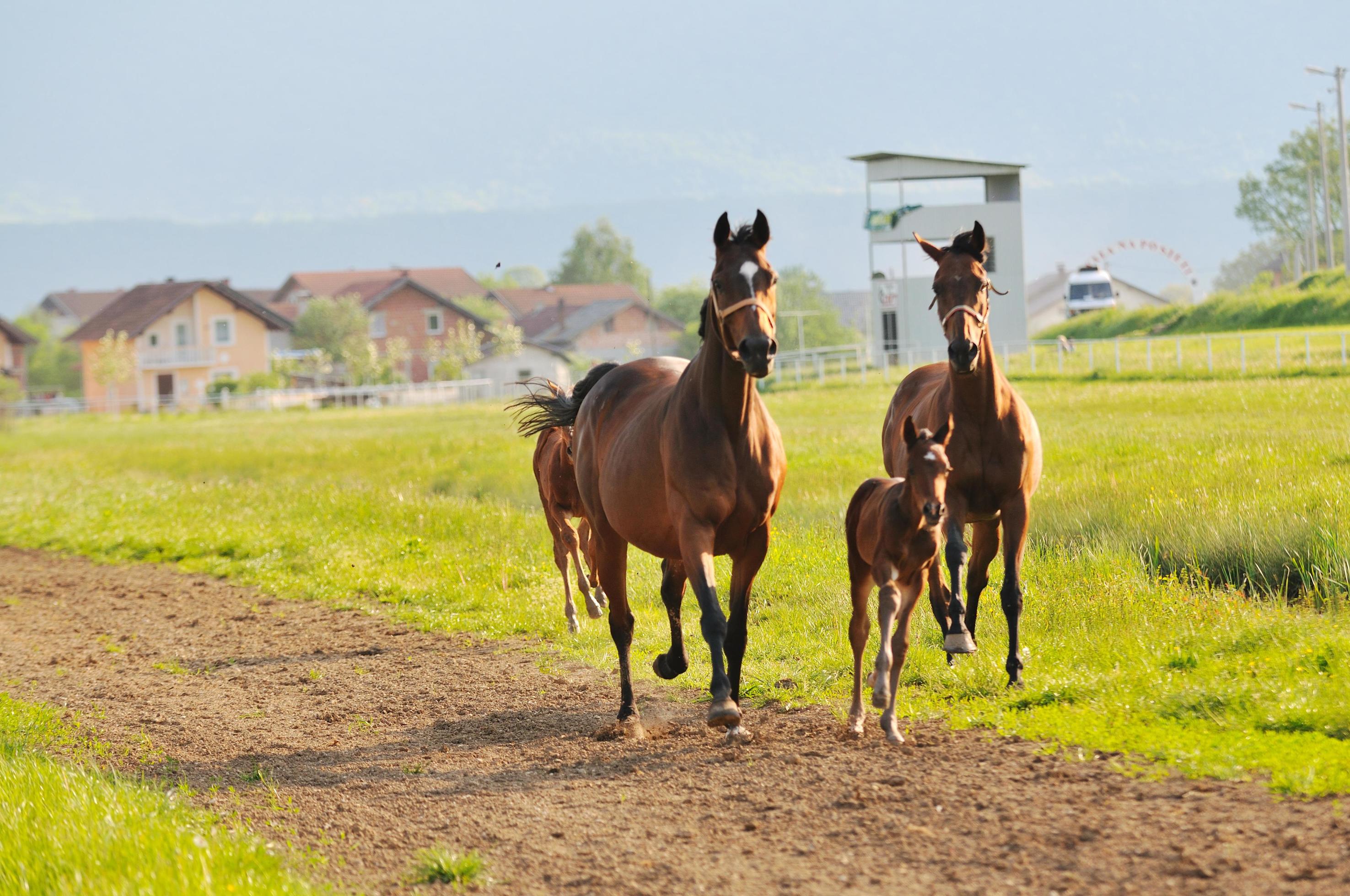 horse nature view Stock Free