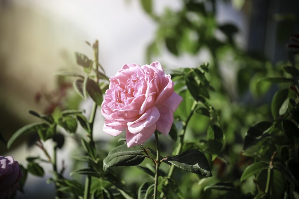 Pink English roses blooming in the summer garden, one of the most fragrant flowers, best smelling, beautiful and romantic flower Stock Free