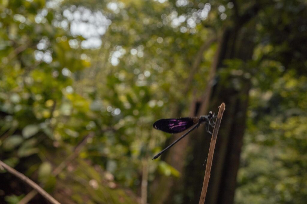 Dragon fly over the green leave on the tropical forest. The photo is suitable to use for nature poster, wild life background and animal content media. Stock Free