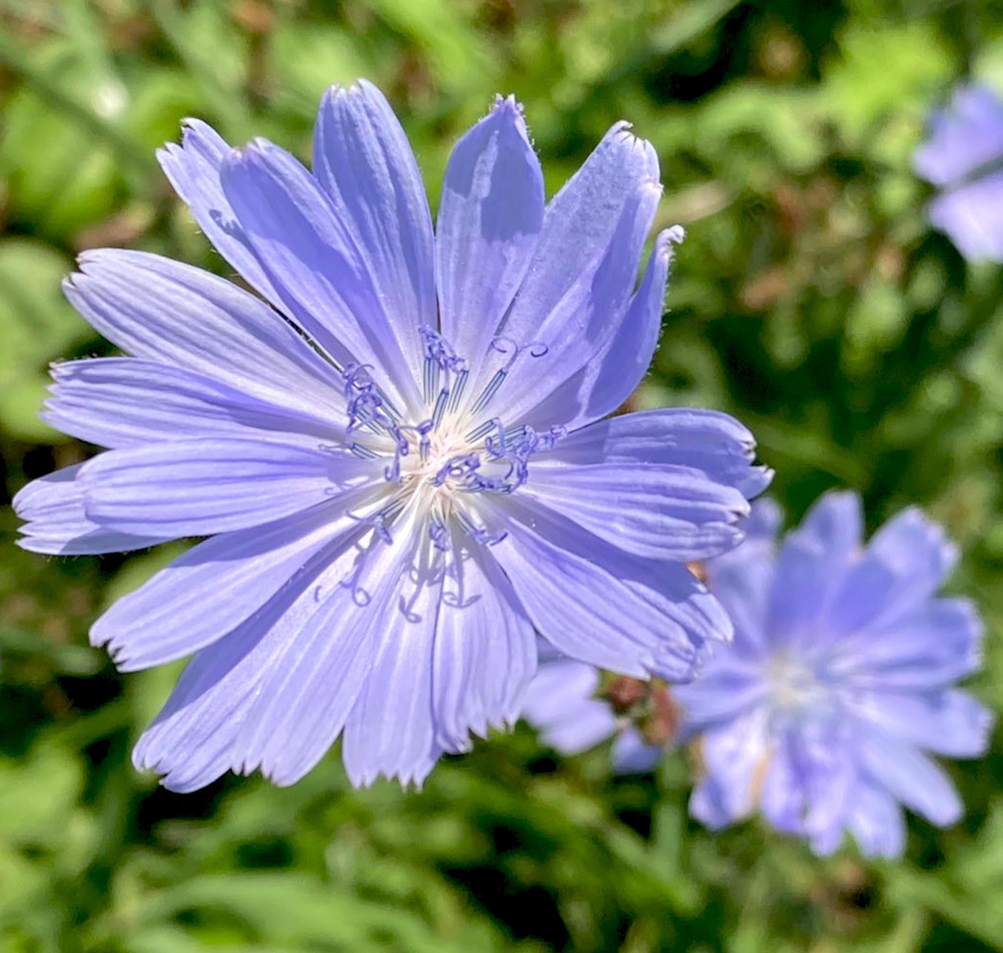 Blue flowers of Chicory grow on stem in flower garden, cultivation of medicinal plants. Stock Free