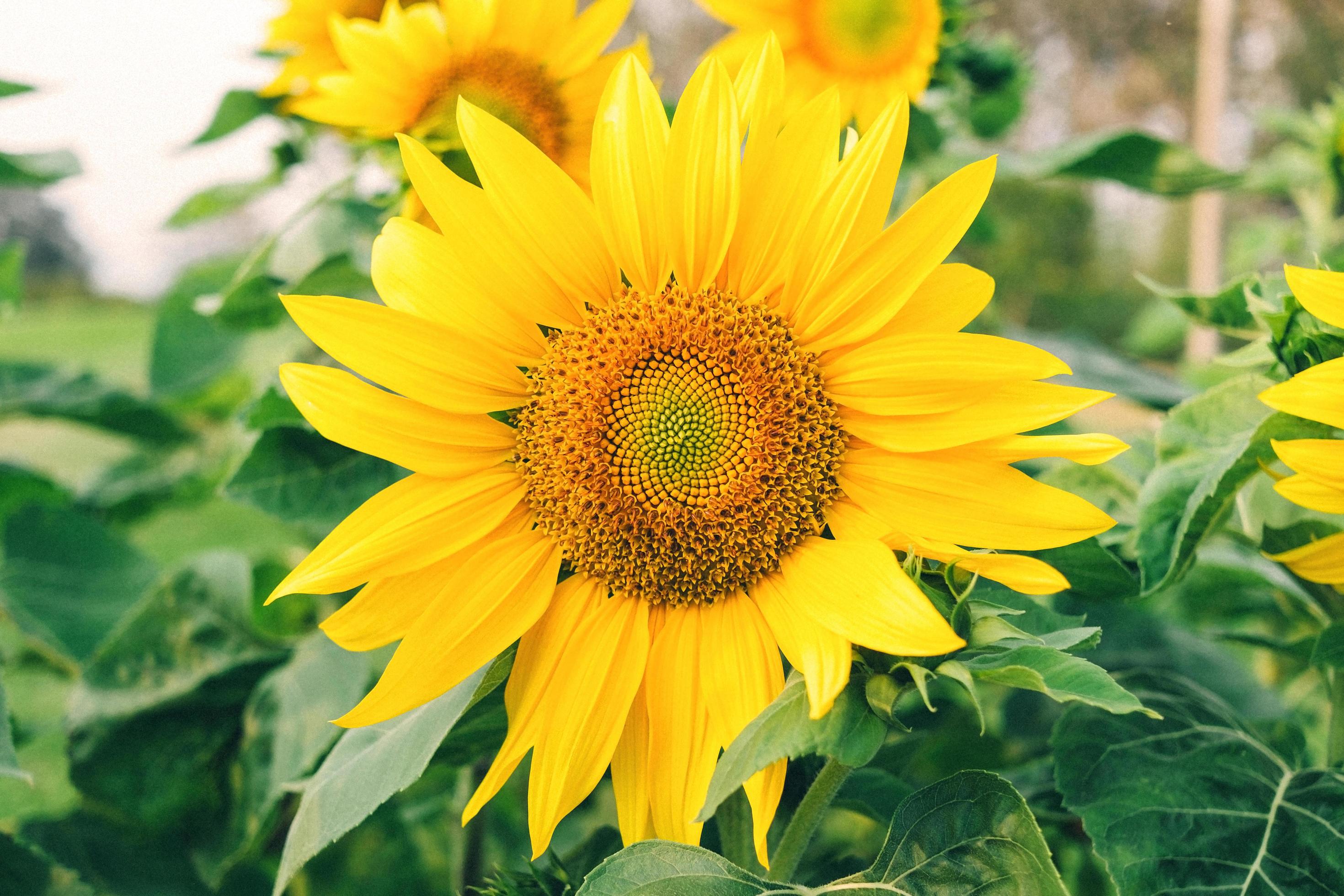 Close-up of sunflowers and yellow flower on the parkland Stock Free