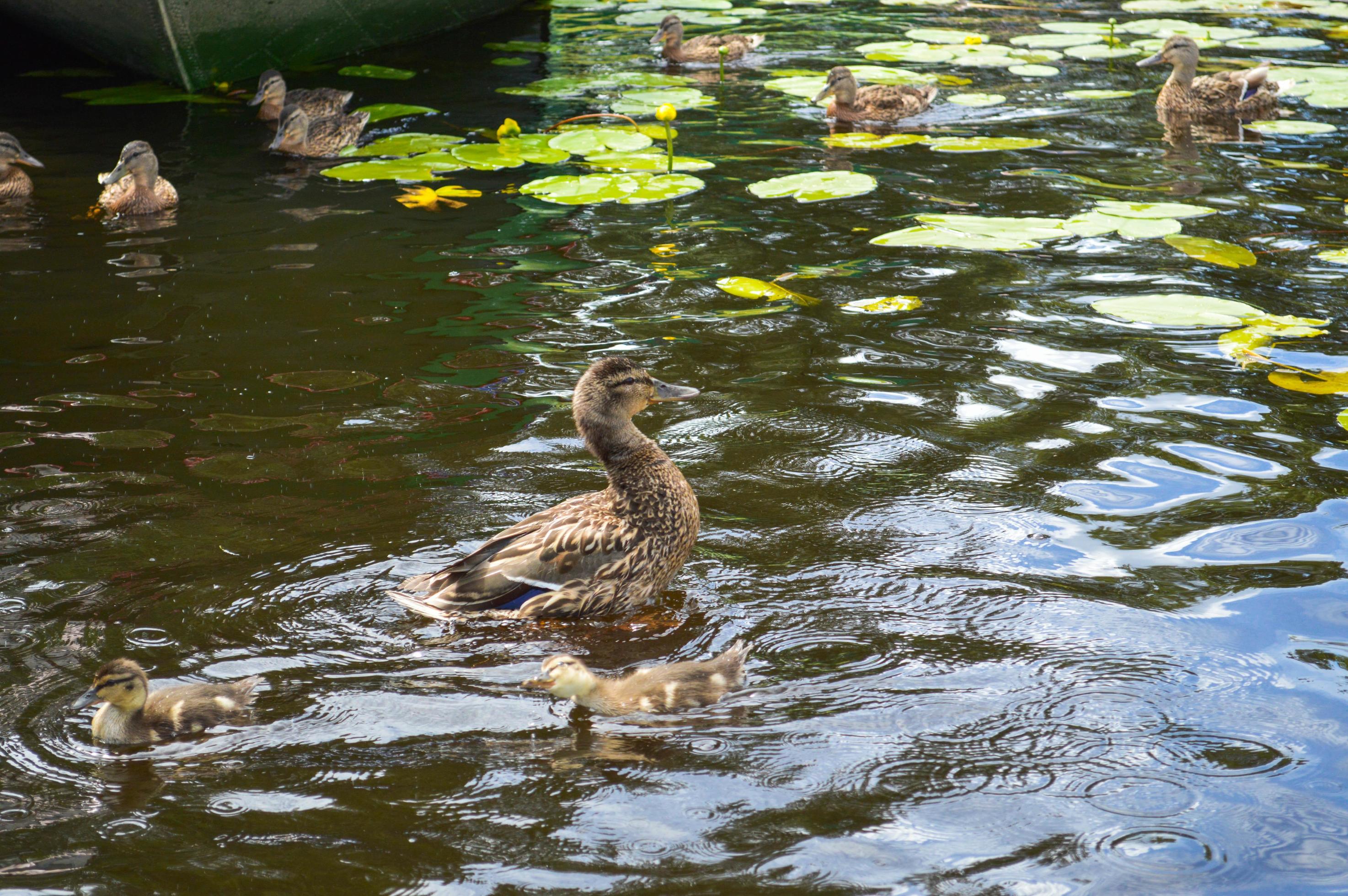 Small beautiful fluffy wild natural ducklings, waterfowl ducks with wings and beaks swim on the water in the river, sea, lake, pond Stock Free