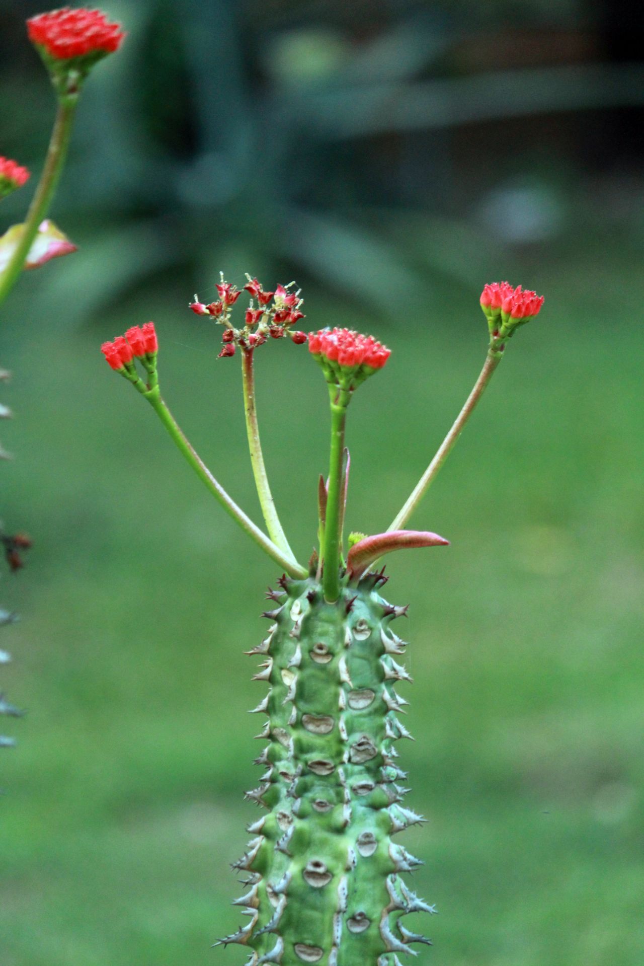 Red Flower On Cactus Like Plant Stock Free