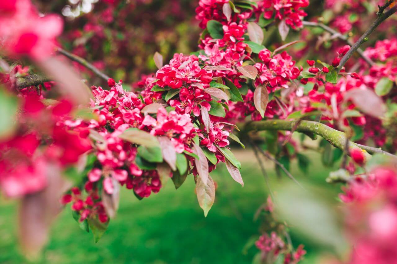 Pink Plant Garden Stock Free