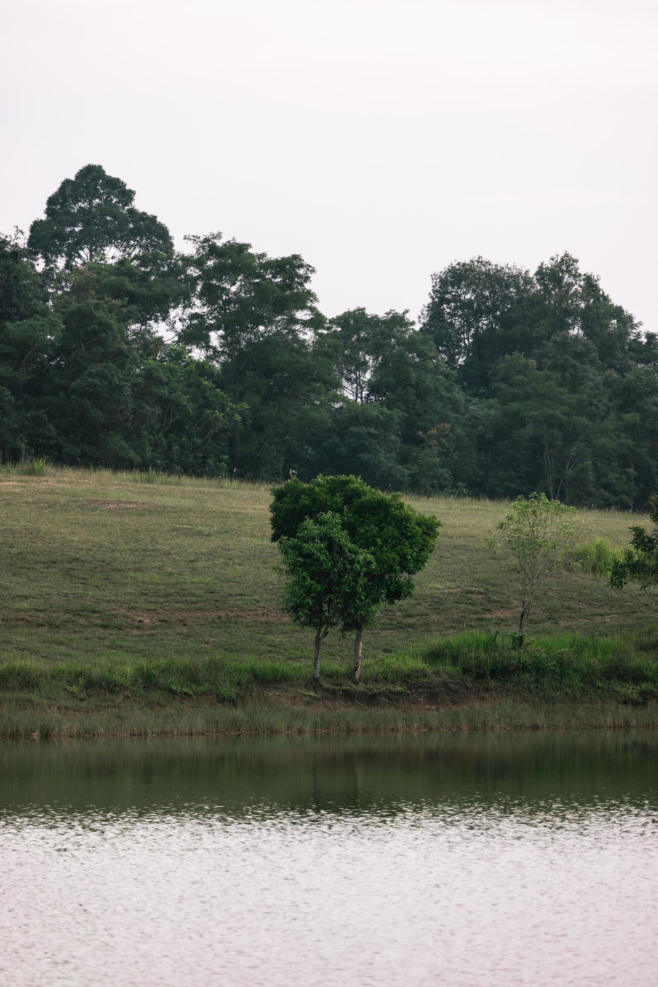 Beautiful nature, sky, trees, evening atmosphere at Khao Yai National Park, Thailand Stock Free