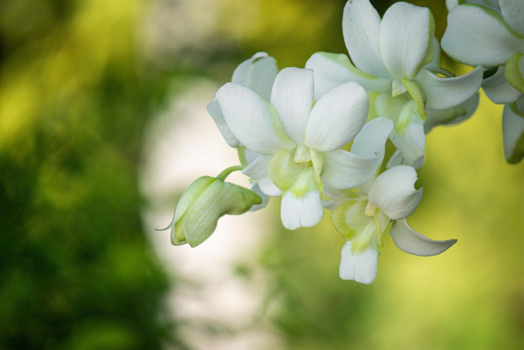 eautiful white orchid flowers nature background For various design work Stock Free