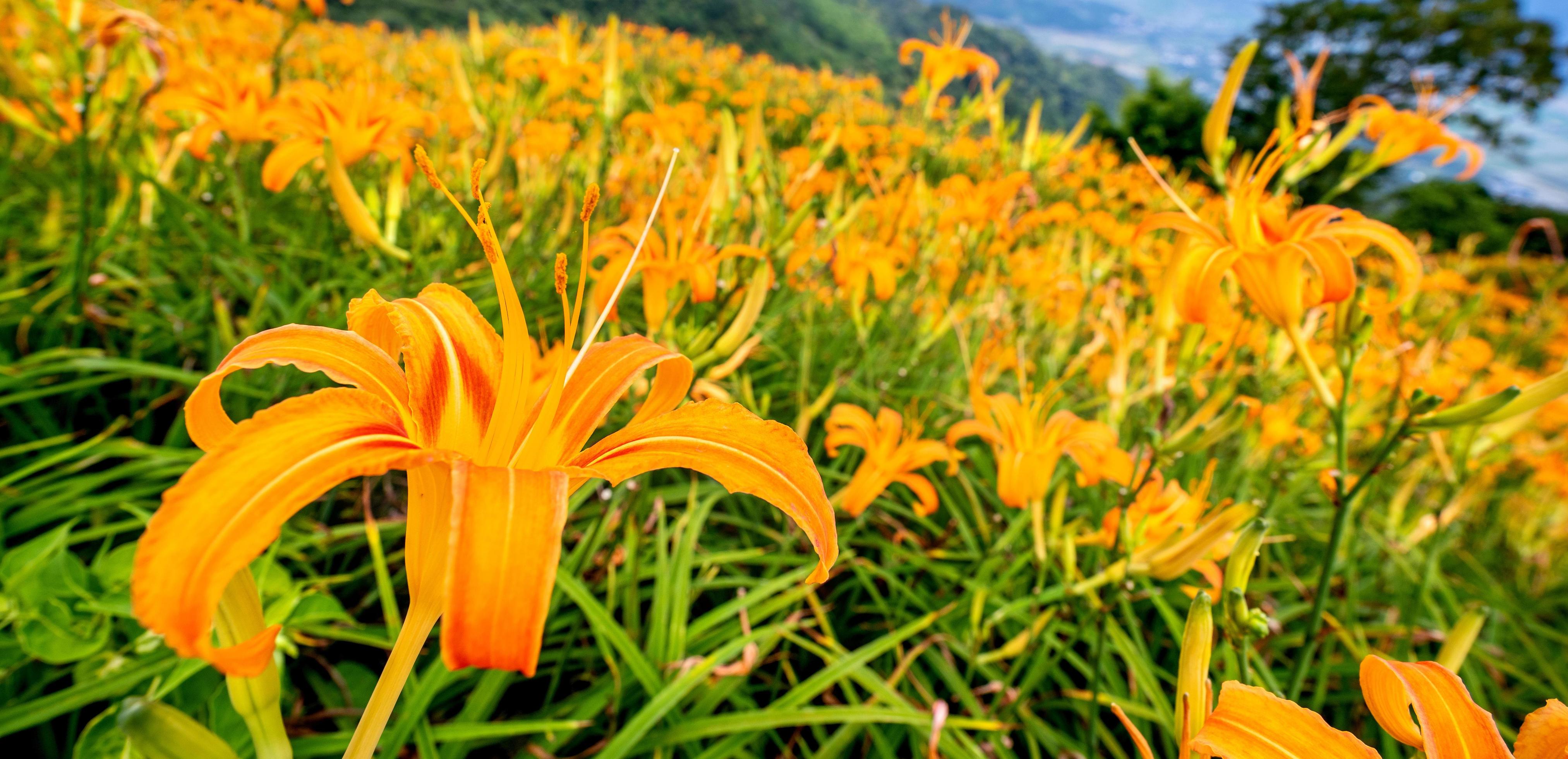 Beautiful orange daylily flower farm on Sixty Rock Mountain Liushidan mountain with blue sky and cloud, Fuli, Hualien, Taiwan, close up, copy space Stock Free