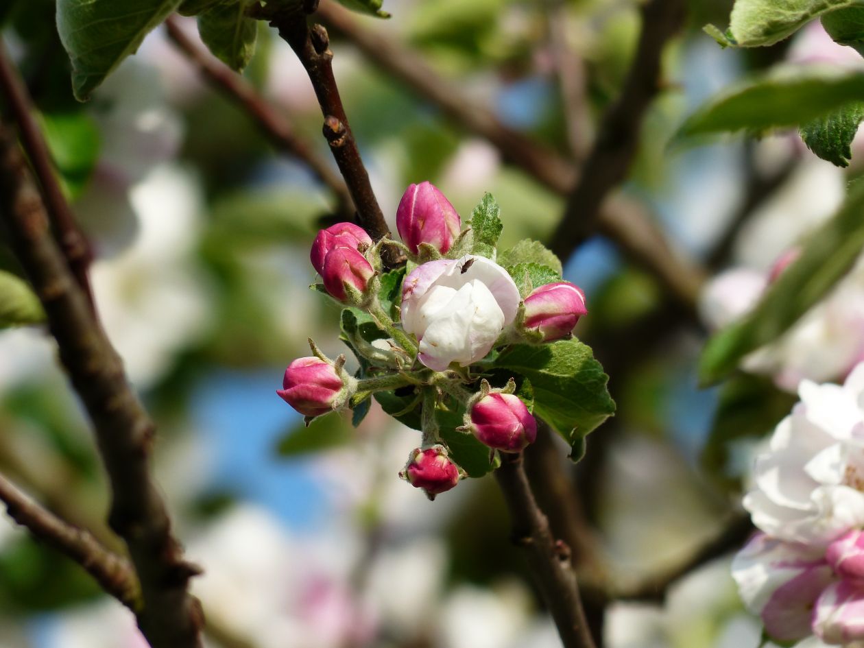 Apple tree Stock Free