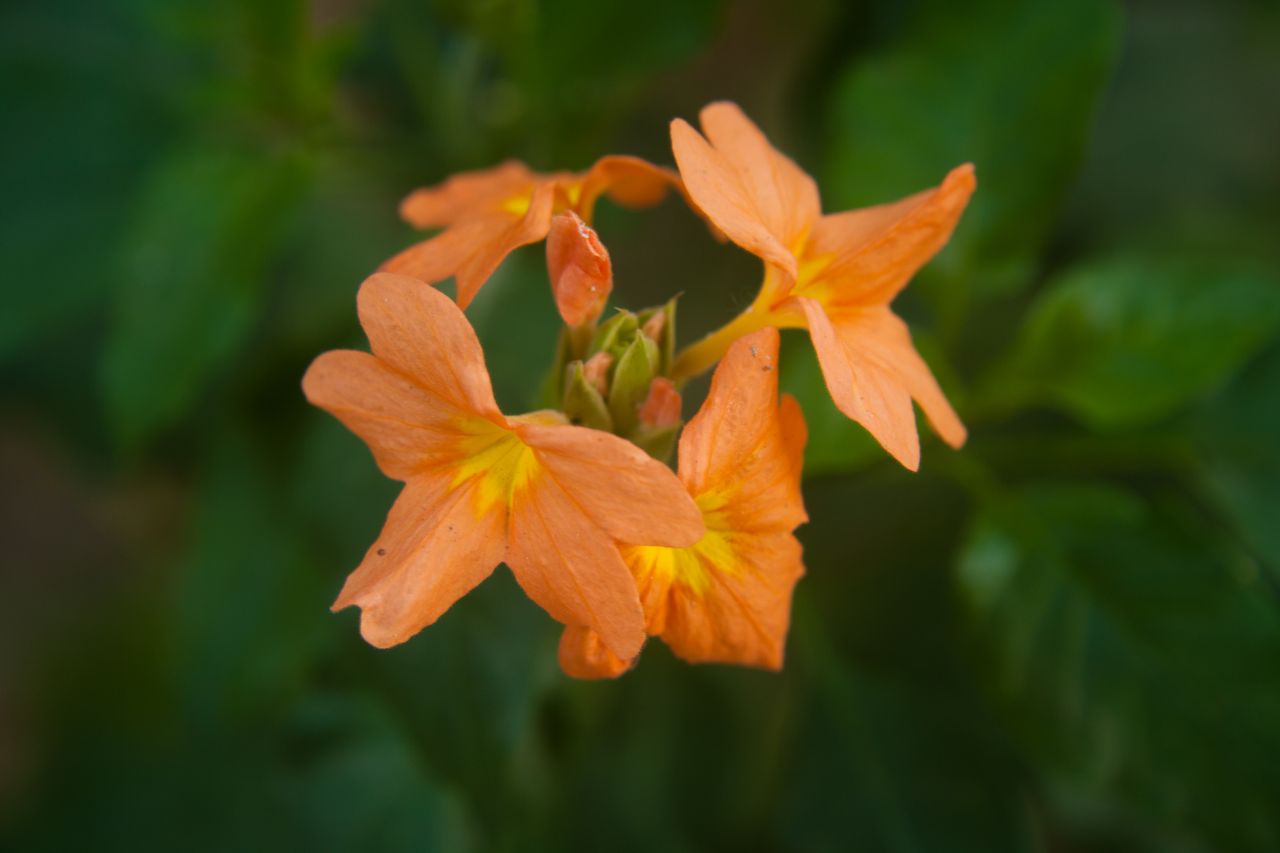 Orange Flower Stock Free