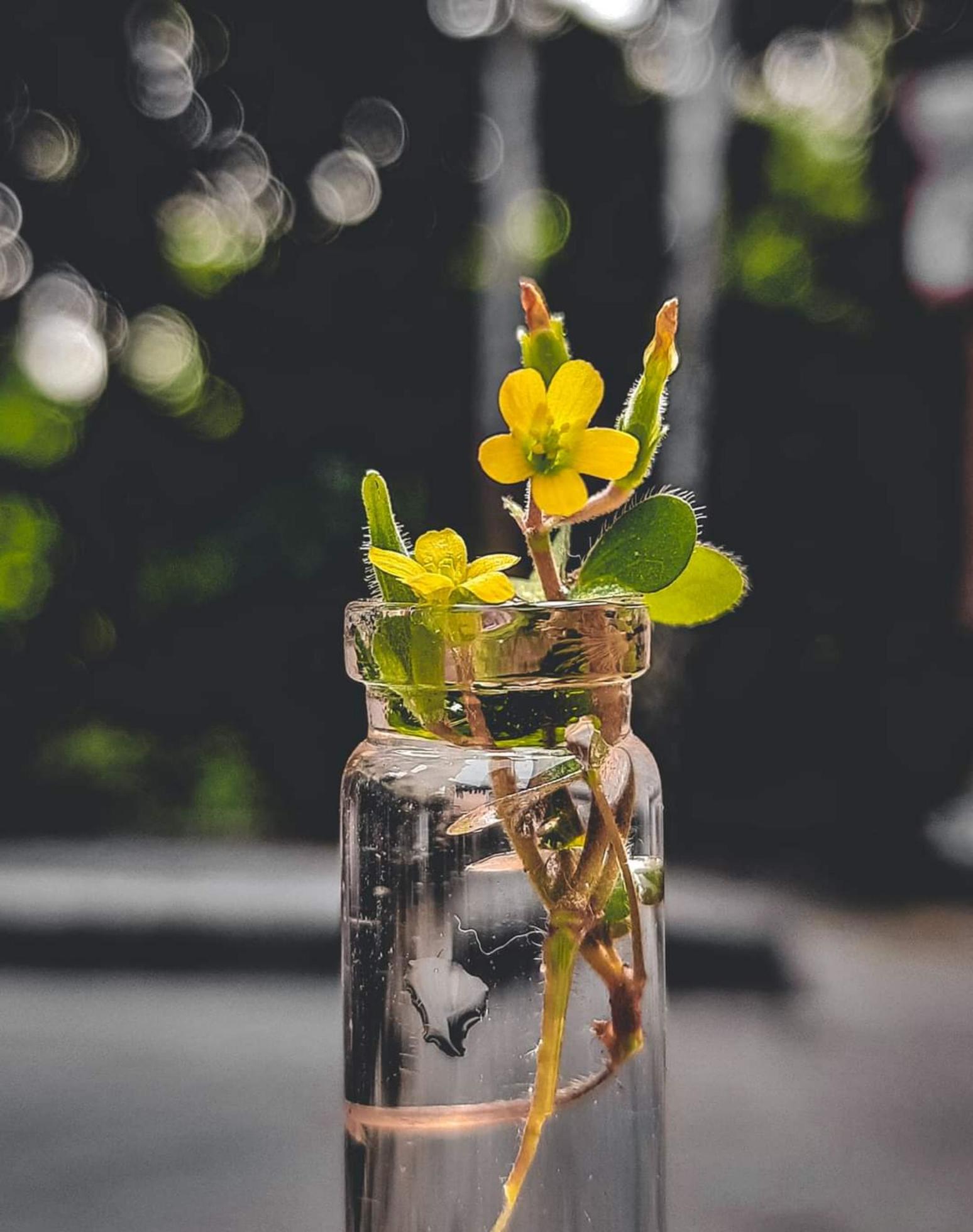 Spring blooming flower on a pot Stock Free