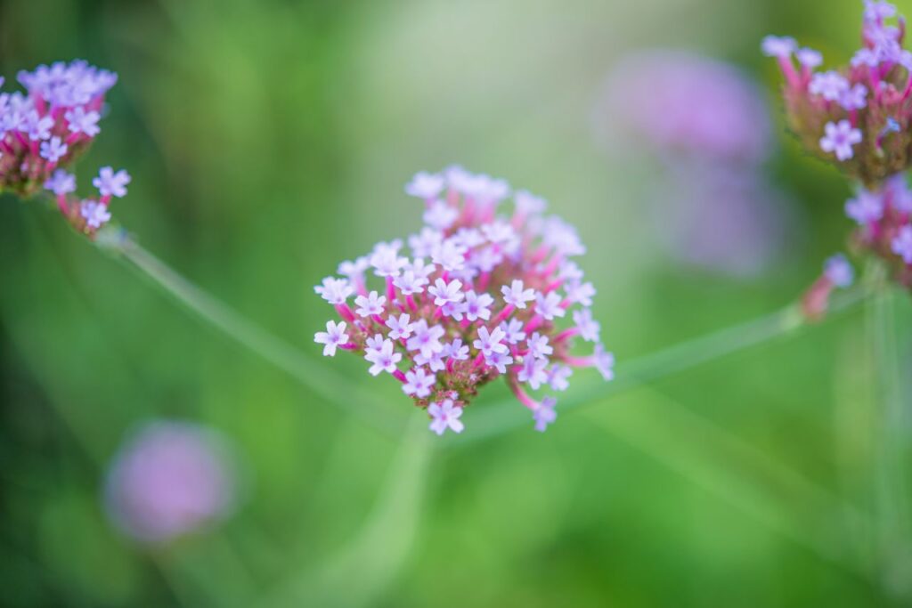 Purple flowers with macro lens Stock Free