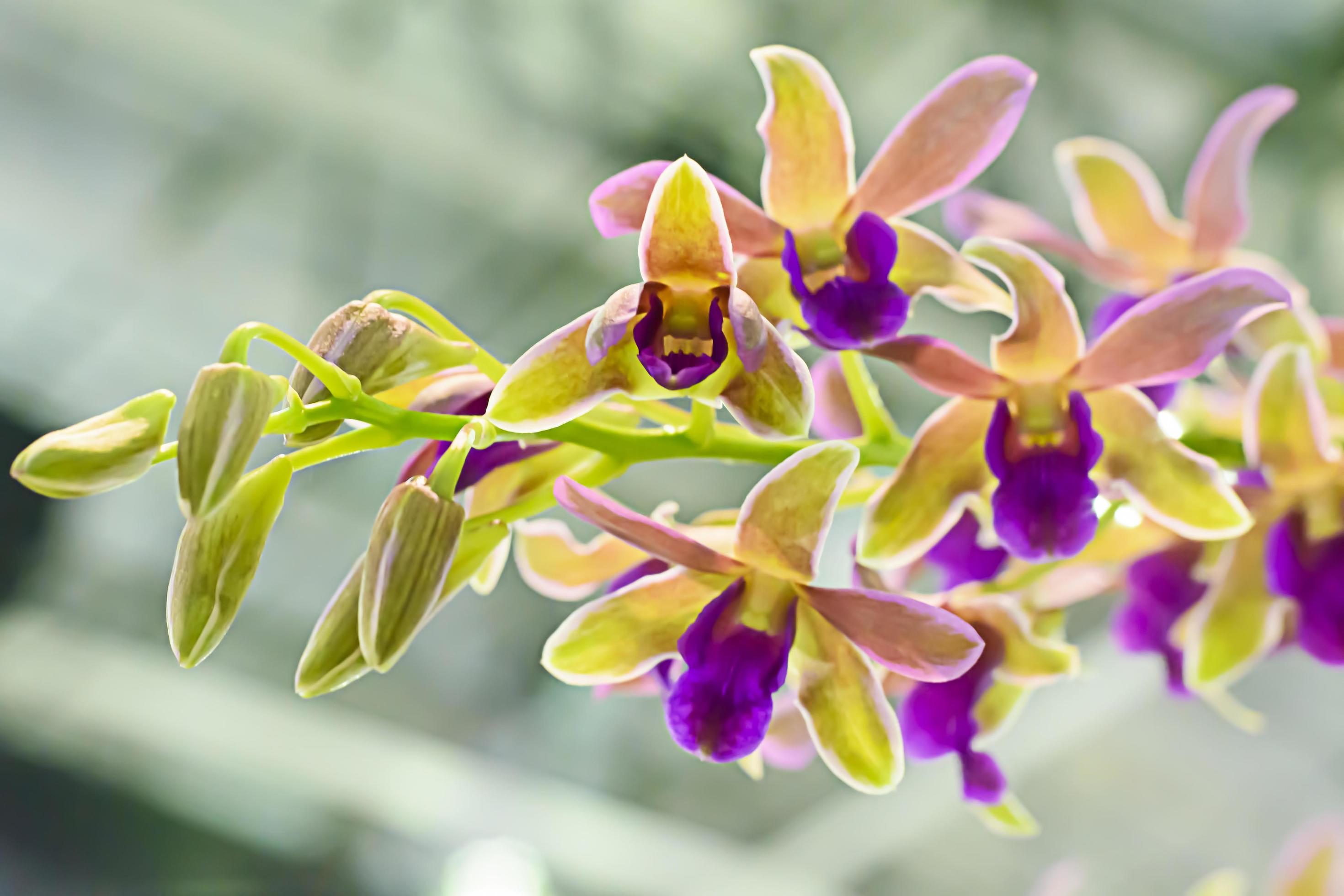 Orchidaceae is a diverse and widespread family of flowering plants, with blooms that are often colourful and often fragrant. Stock Free