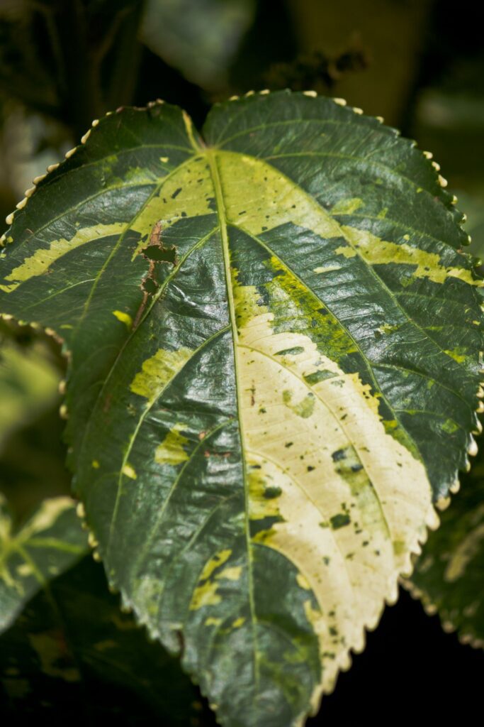 Leaf Eaten Stock Free