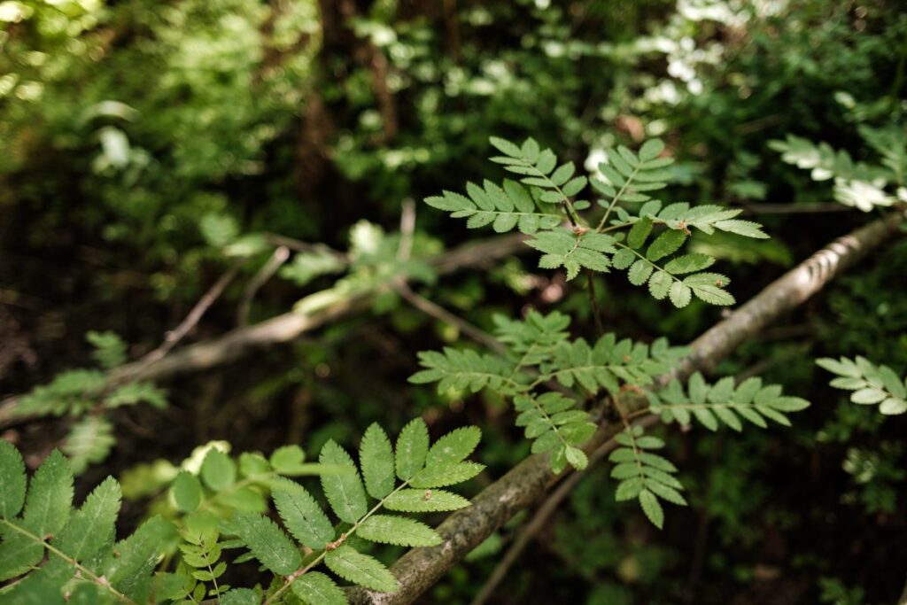 Whispers of the Woodland: A Photographic Journey Through Nature’s Textures Stock Free