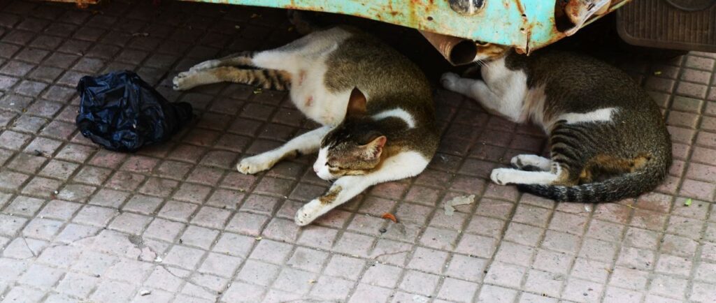 Cats Under A Vehicle Stock Free