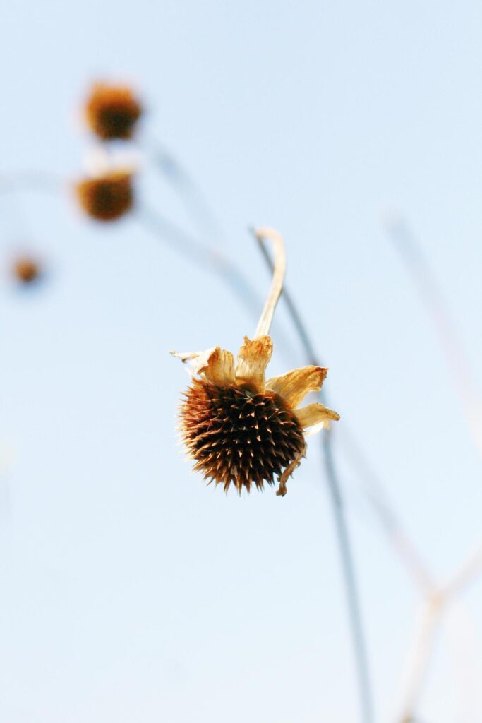 Dry Wild flowers grass in natural sunlight with blue sky Stock Free