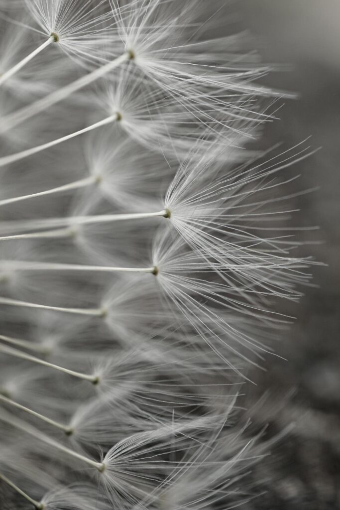 romantic white dandelion flower seed in springtime Stock Free