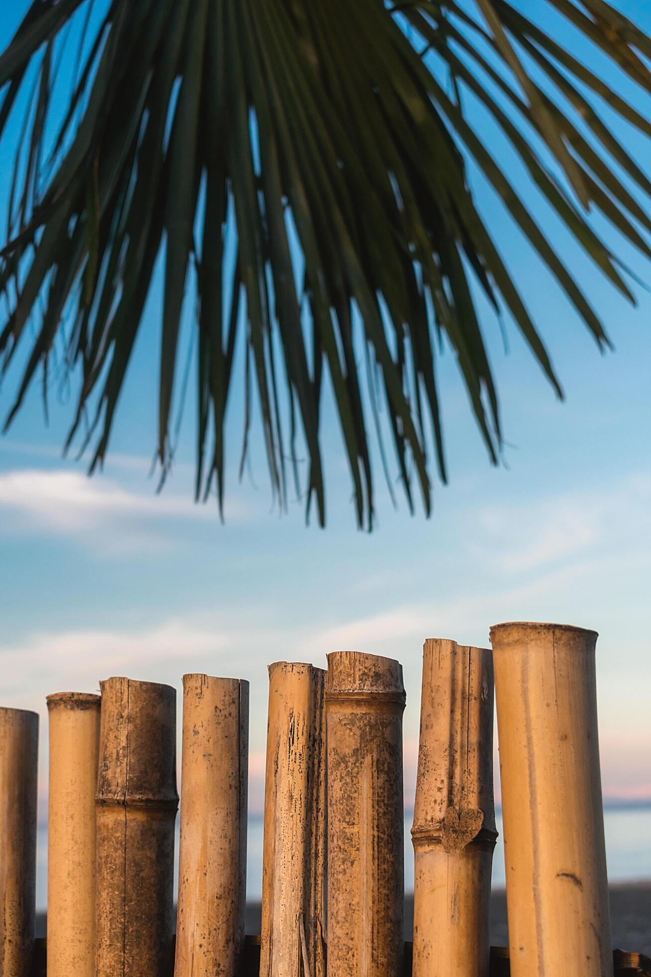 Abstract background on a tropical holiday theme. Tropical background on the seashore with palm tree and bamboo fence. Stock Free