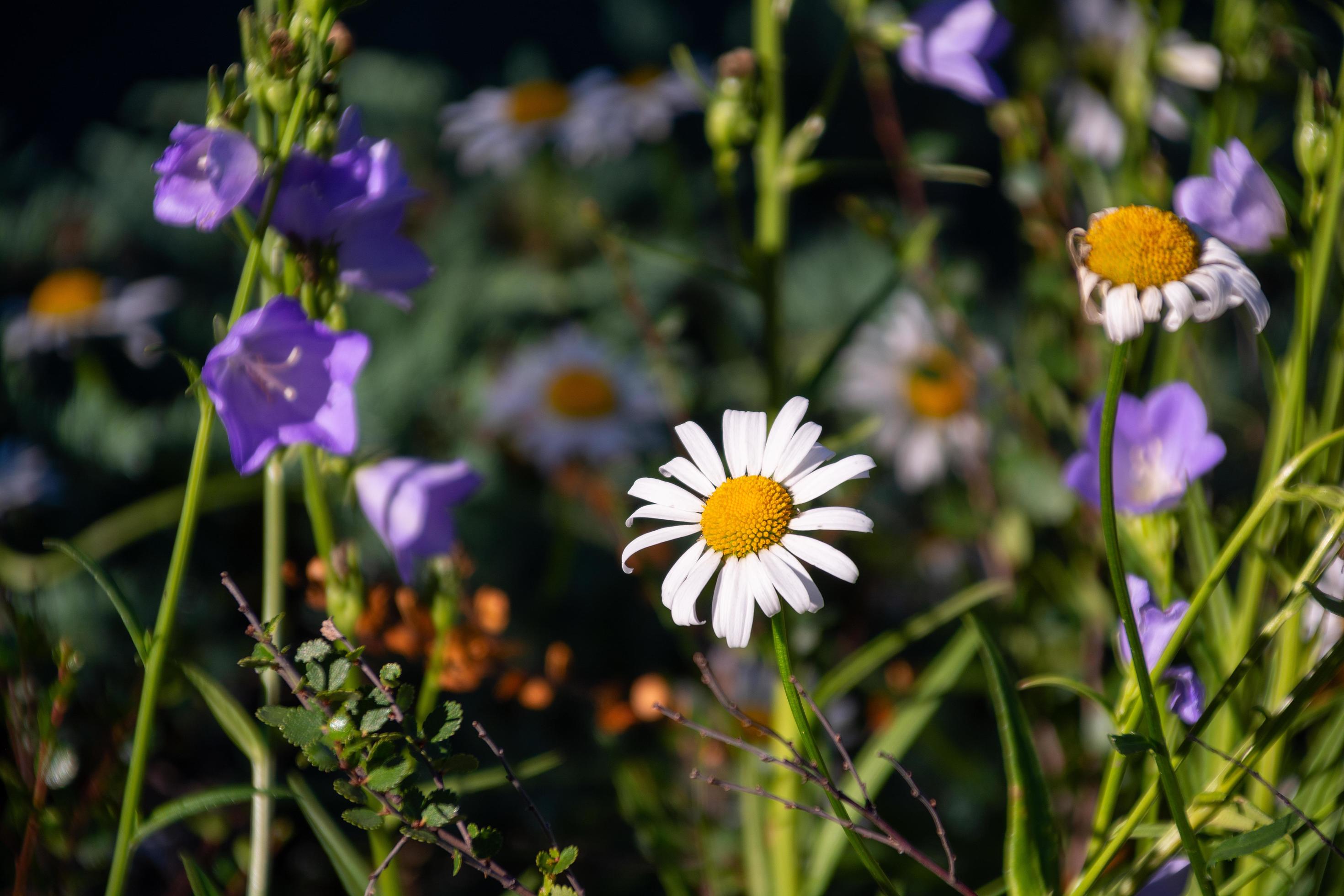 daisies and purple flowers in a sunny meadow Stock Free