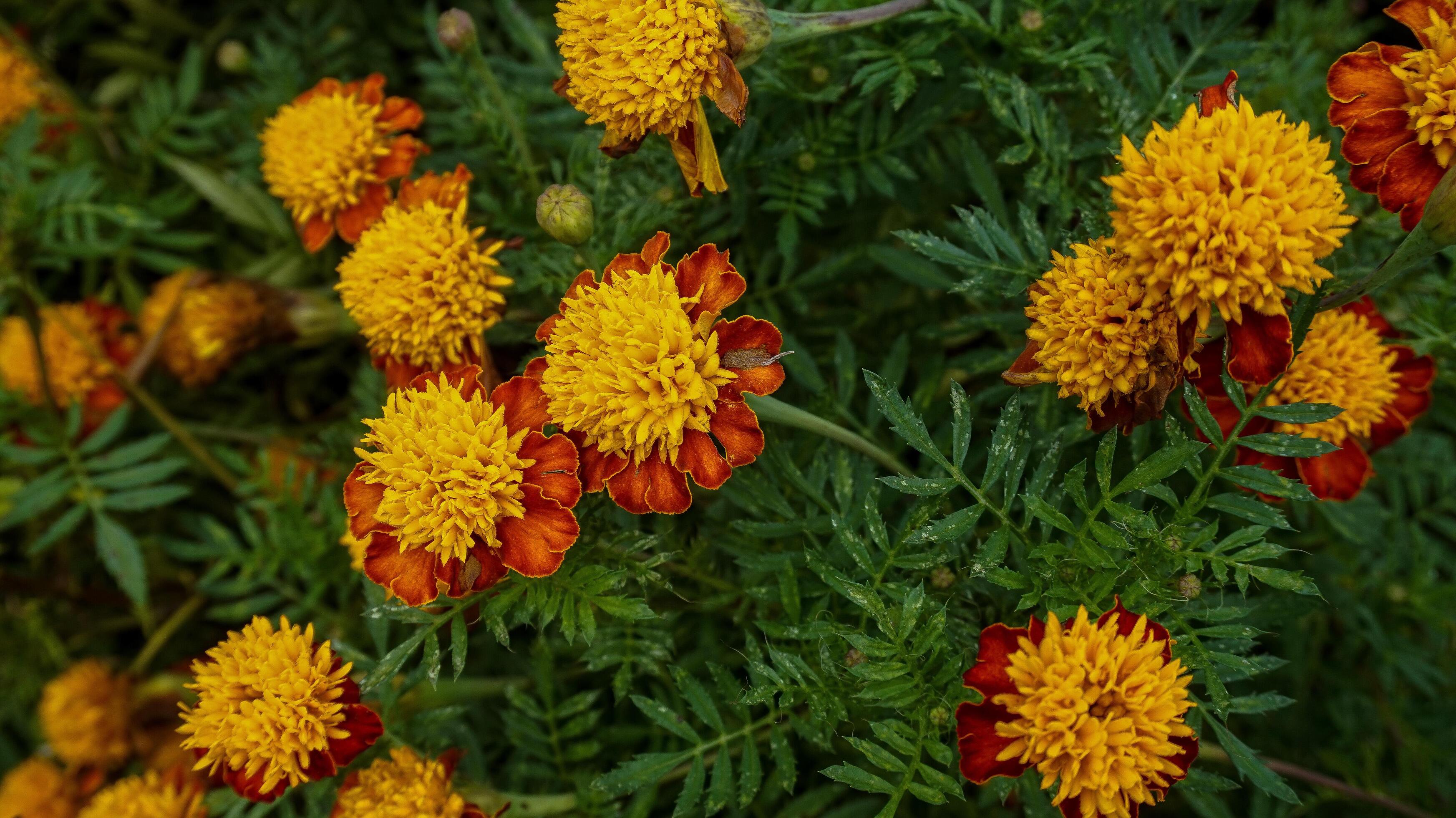 beautiful marigold flowers with nature background Stock Free