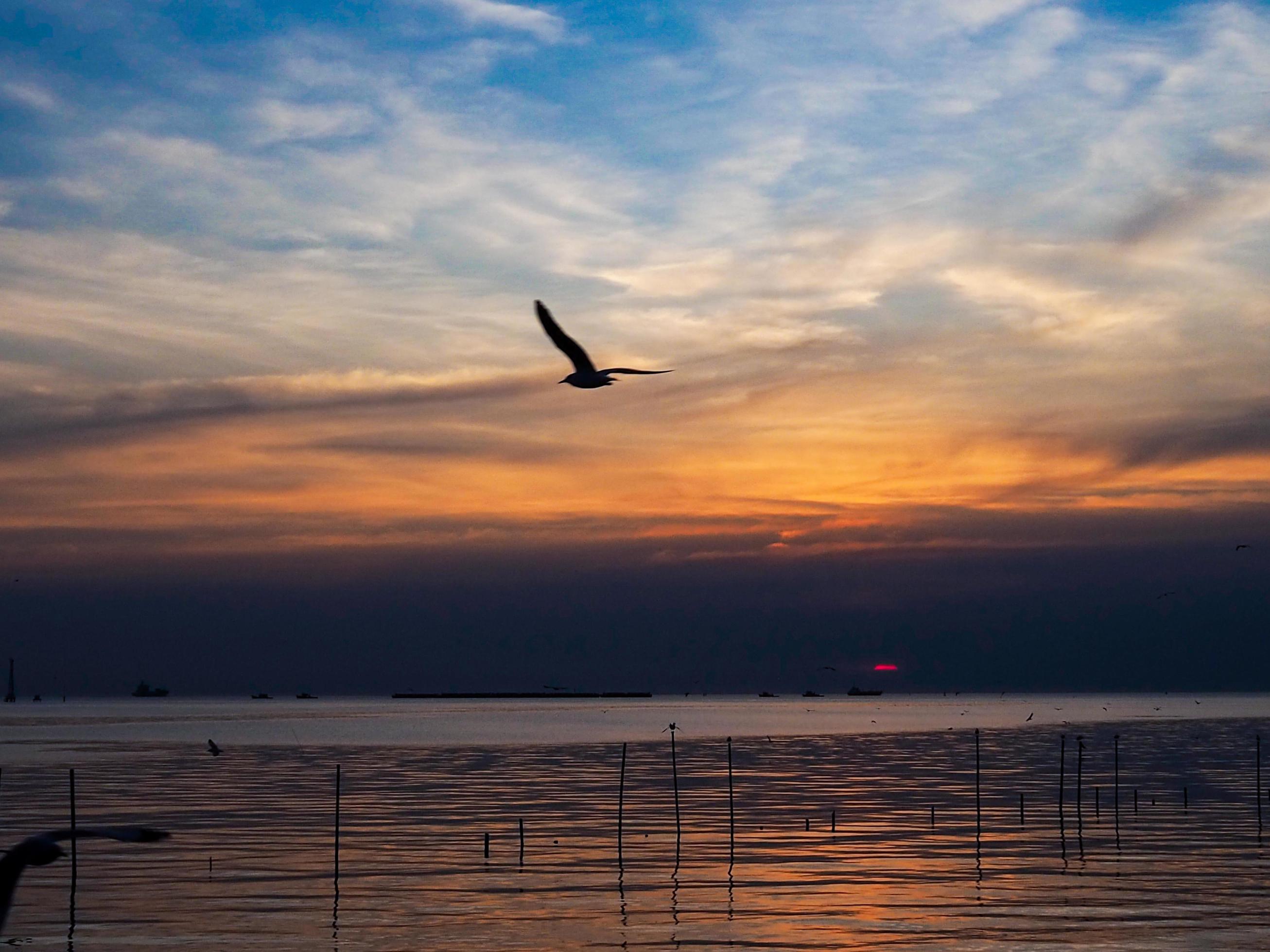 Flock of birds flies above the sea surface. Bird flying back to nest in natural sea and golden sky background during beautiful sunset. Stock Free