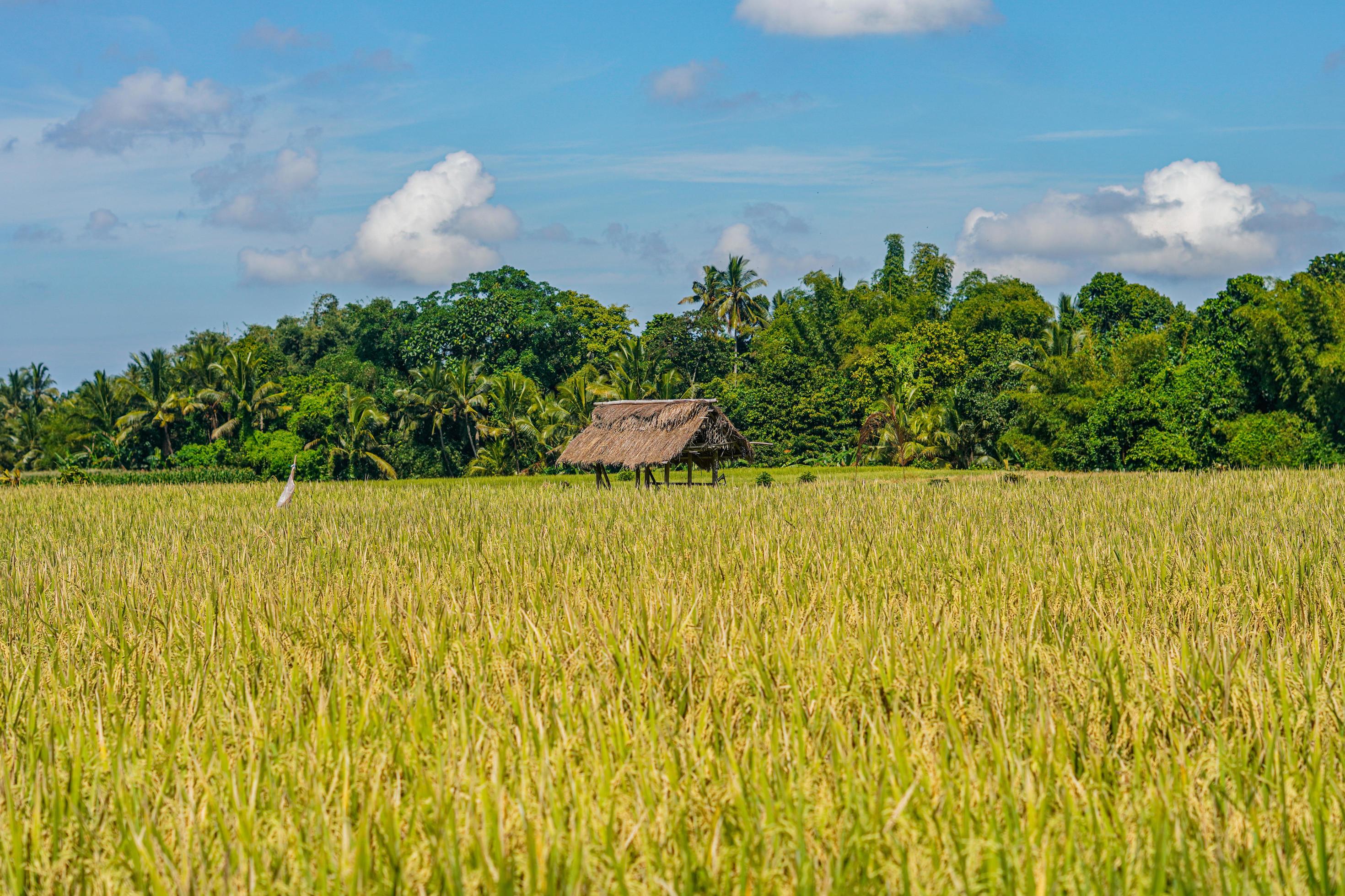 beautiful green paddy plants rice fields nature in Tabanan, Bali Stock Free