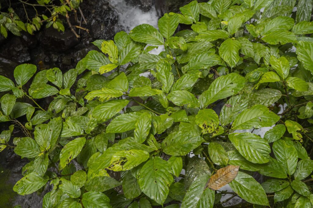 Close up of green leave background on rainforest. Photo is suitable to use for nature background, botanical poster and nature content media. Stock Free