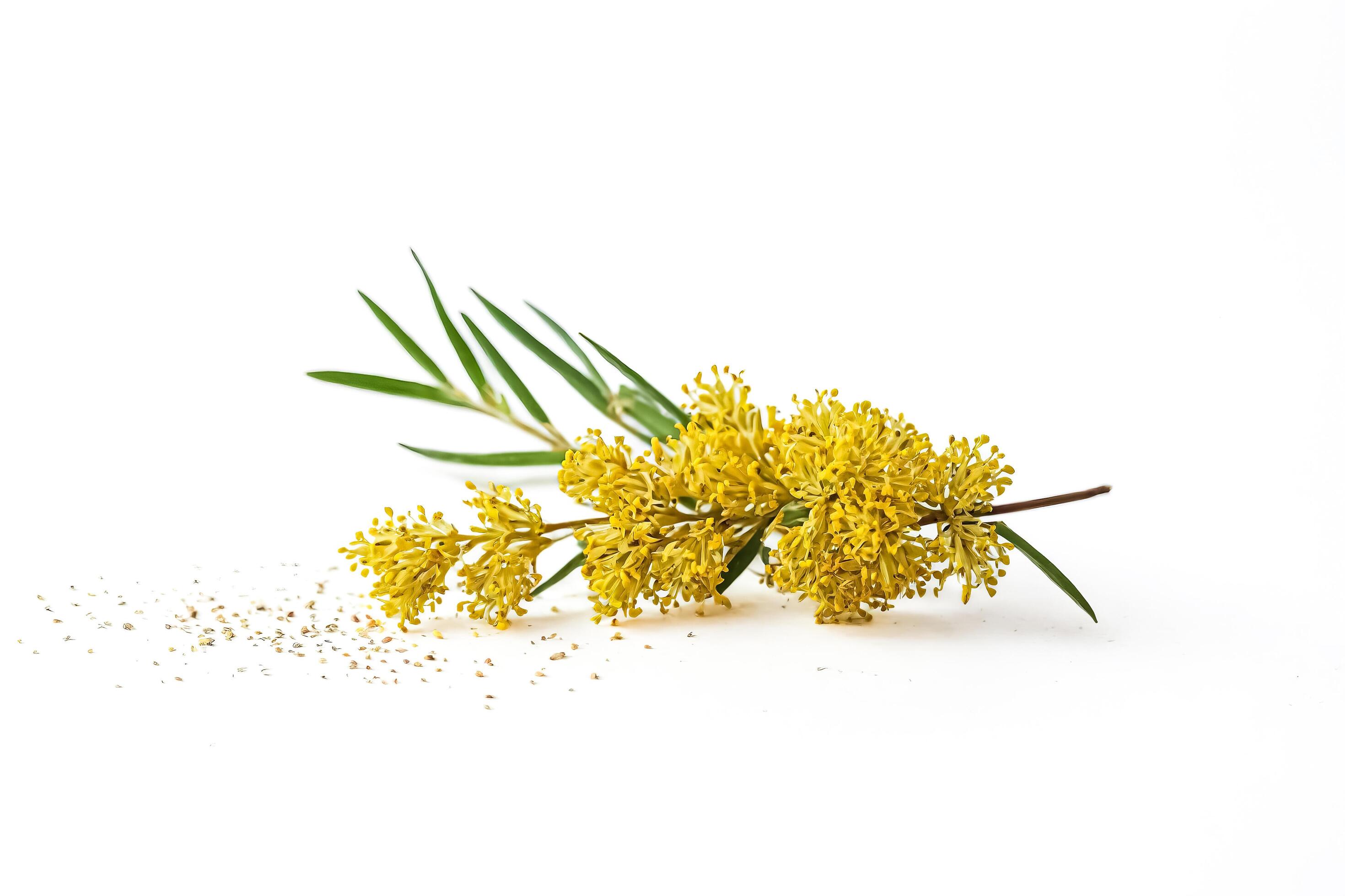 Yellow Flower Branch with Pollen on White Background Stock Free