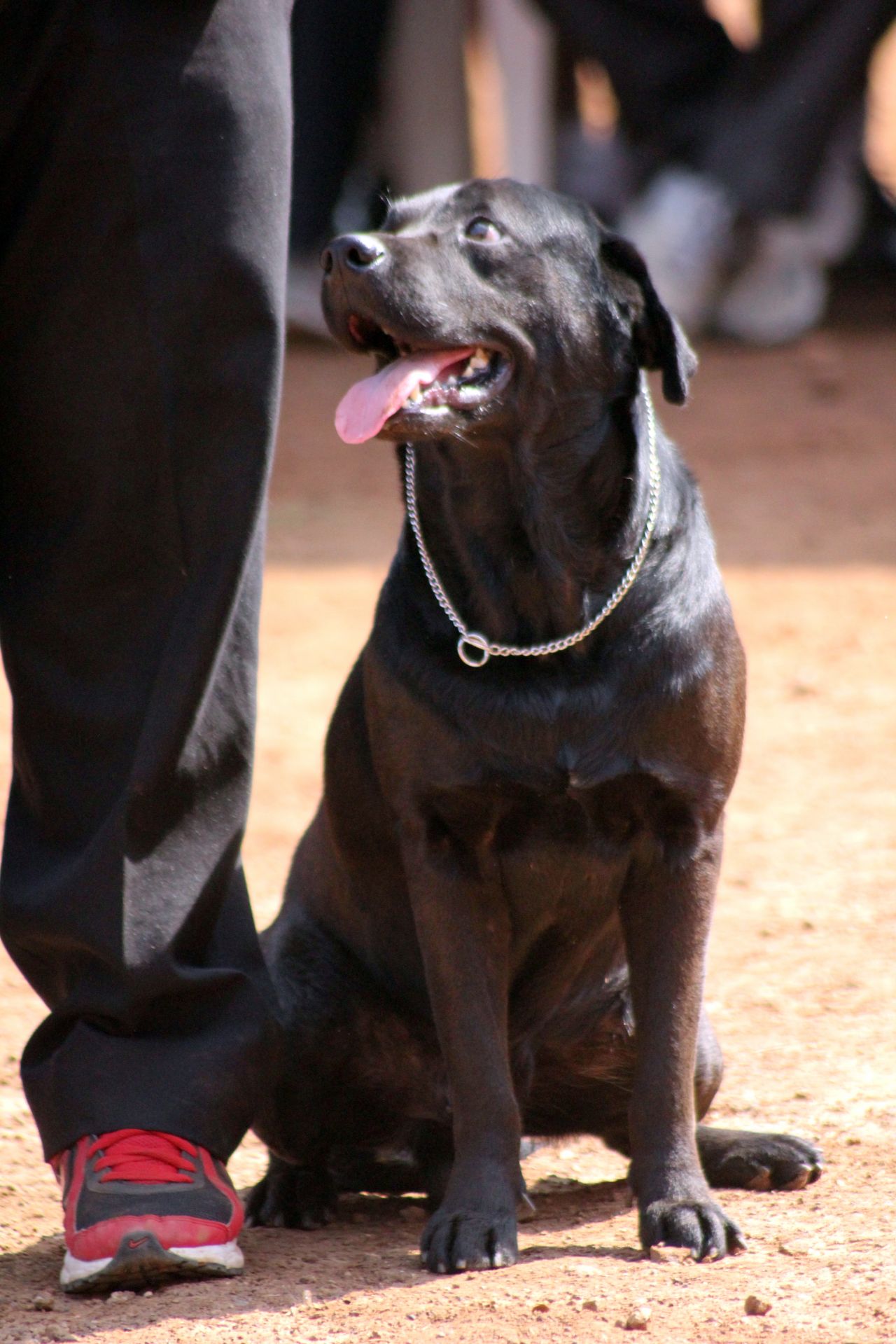 Labrador Sitting On Ground Stock Free