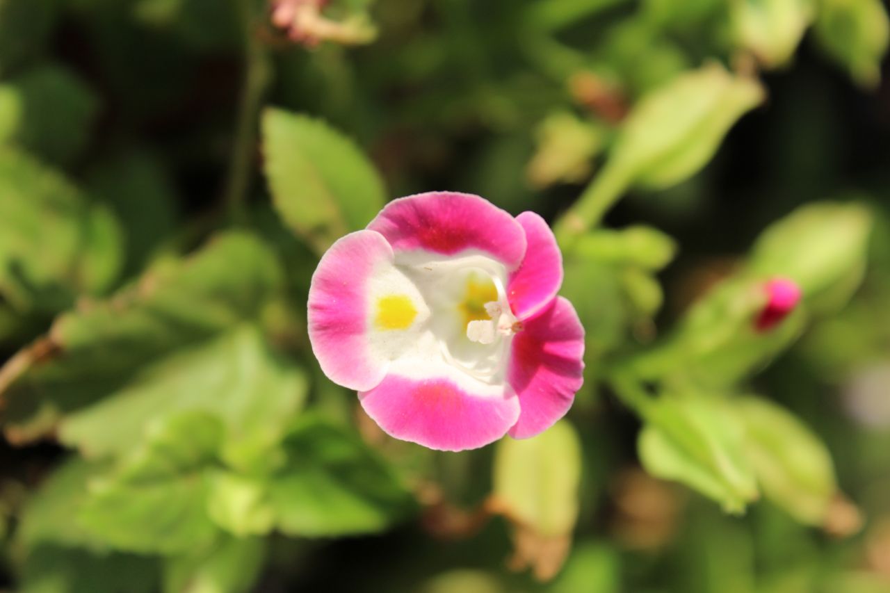 Magenta White Small Flower Stock Free