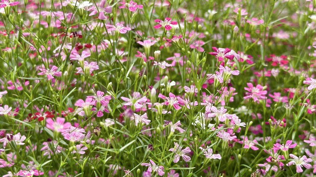 Close up view of Gypsophila flowers with various colors background Stock Free