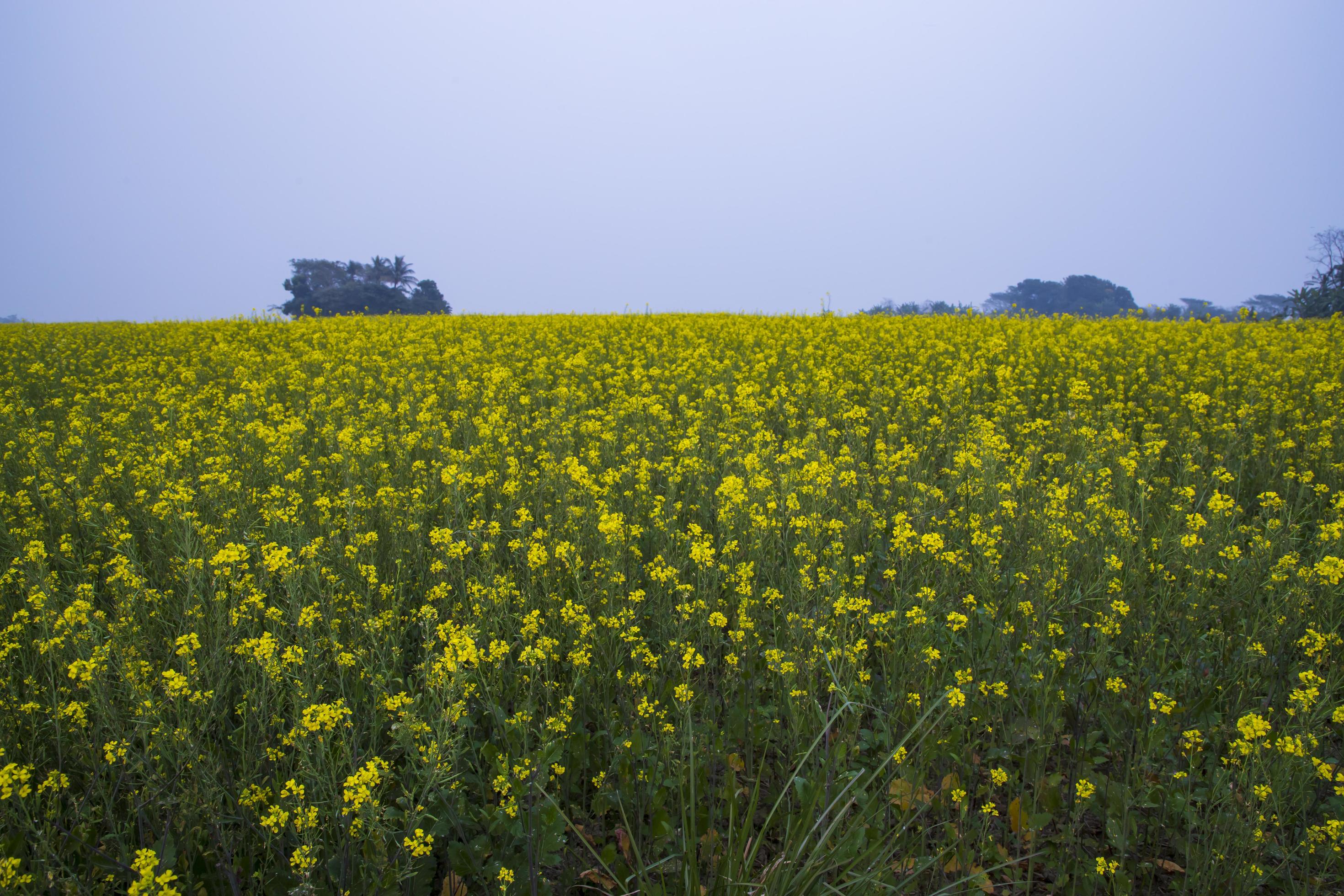 Yellow Rapeseed flowers in the field with blue sky. selective focus Natural landscape view Stock Free