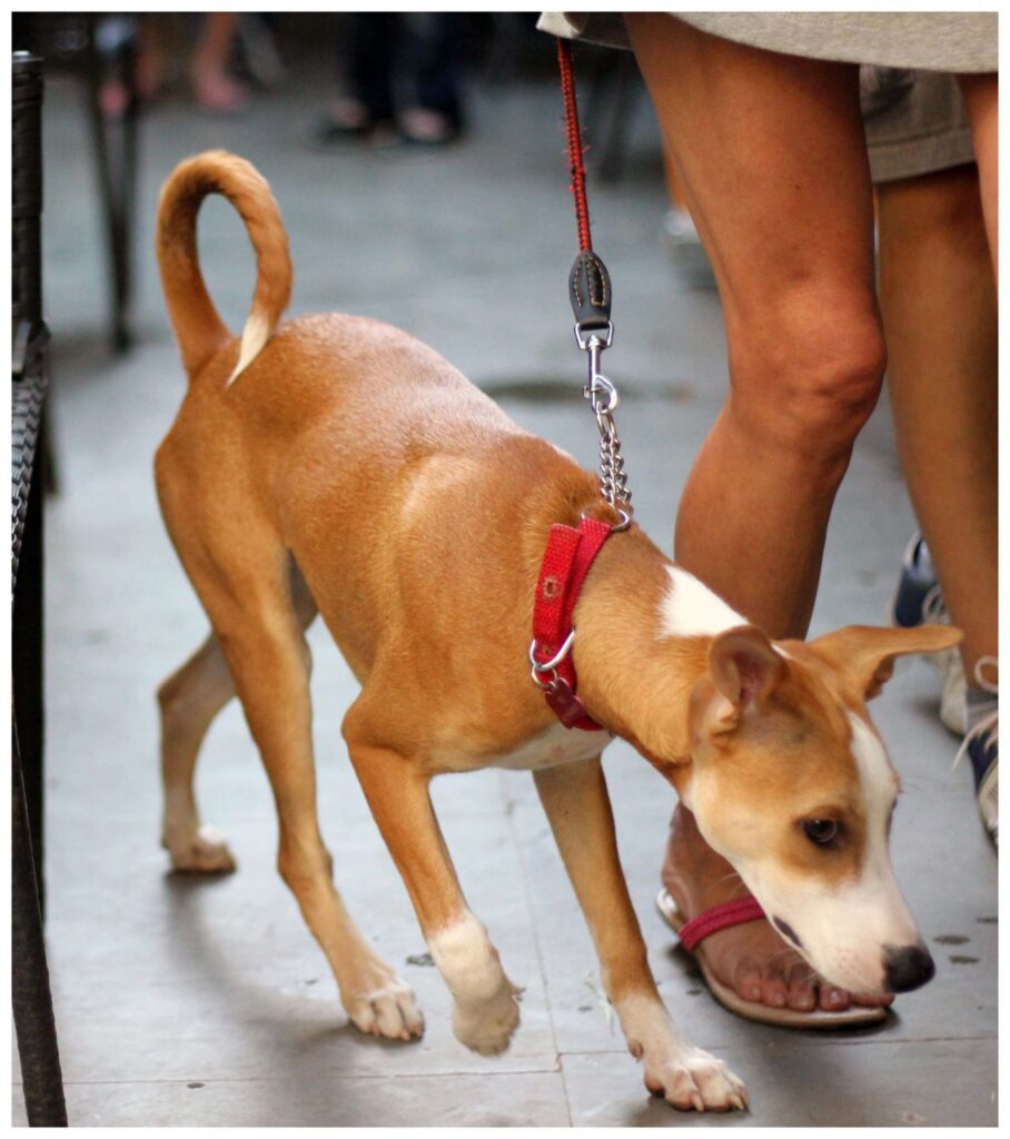 Cute Brown Dog Stock Free