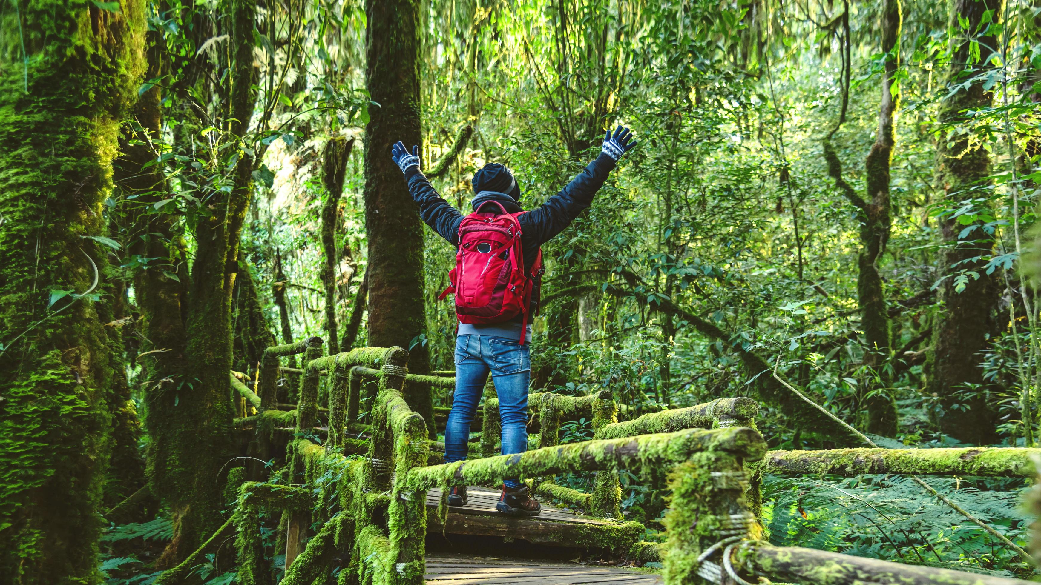 Young men travel to study nature in the rainforest. Walking on a bridge with many mosses and beautiful Stock Free