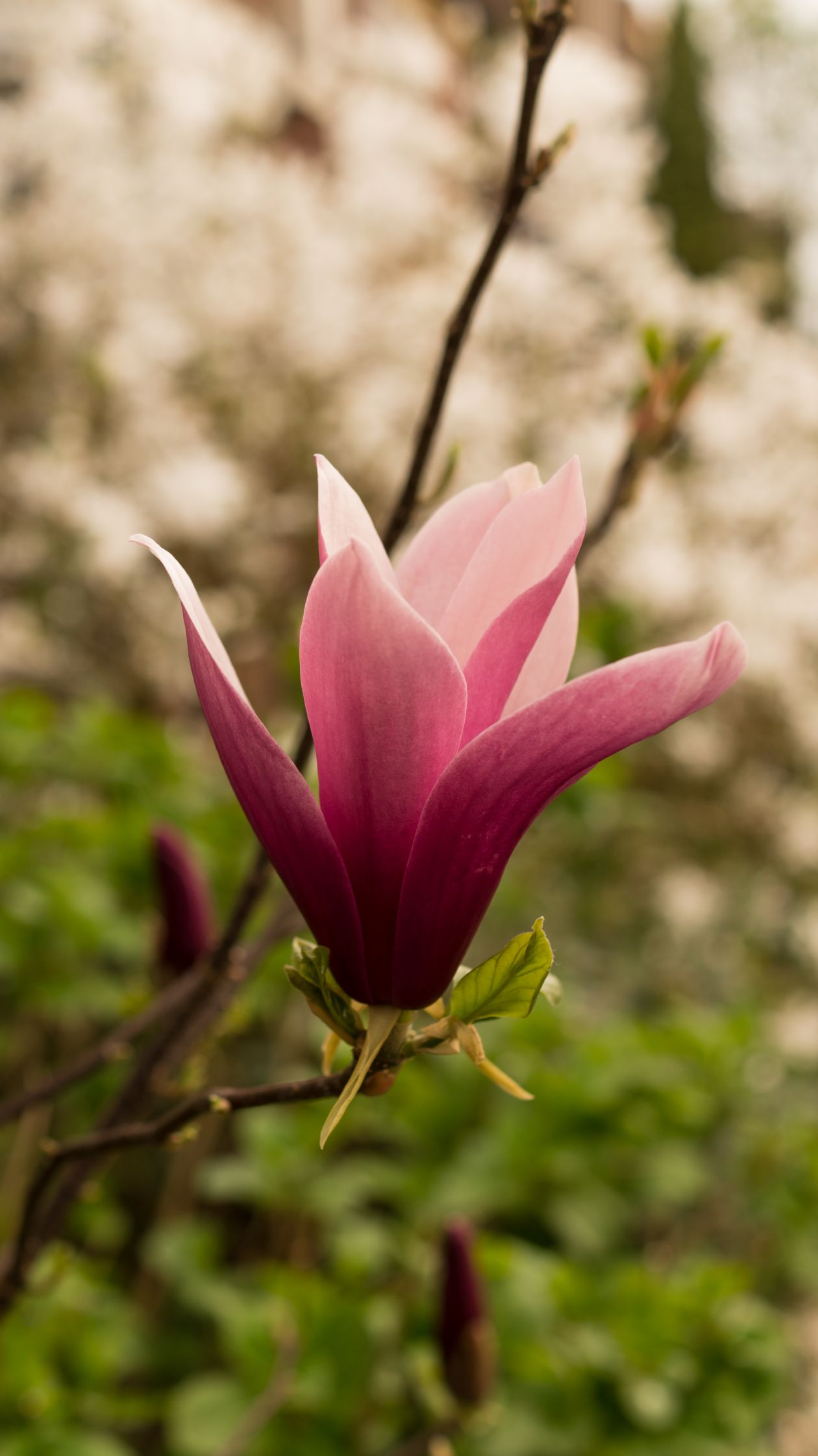 Pink flower Stock Free