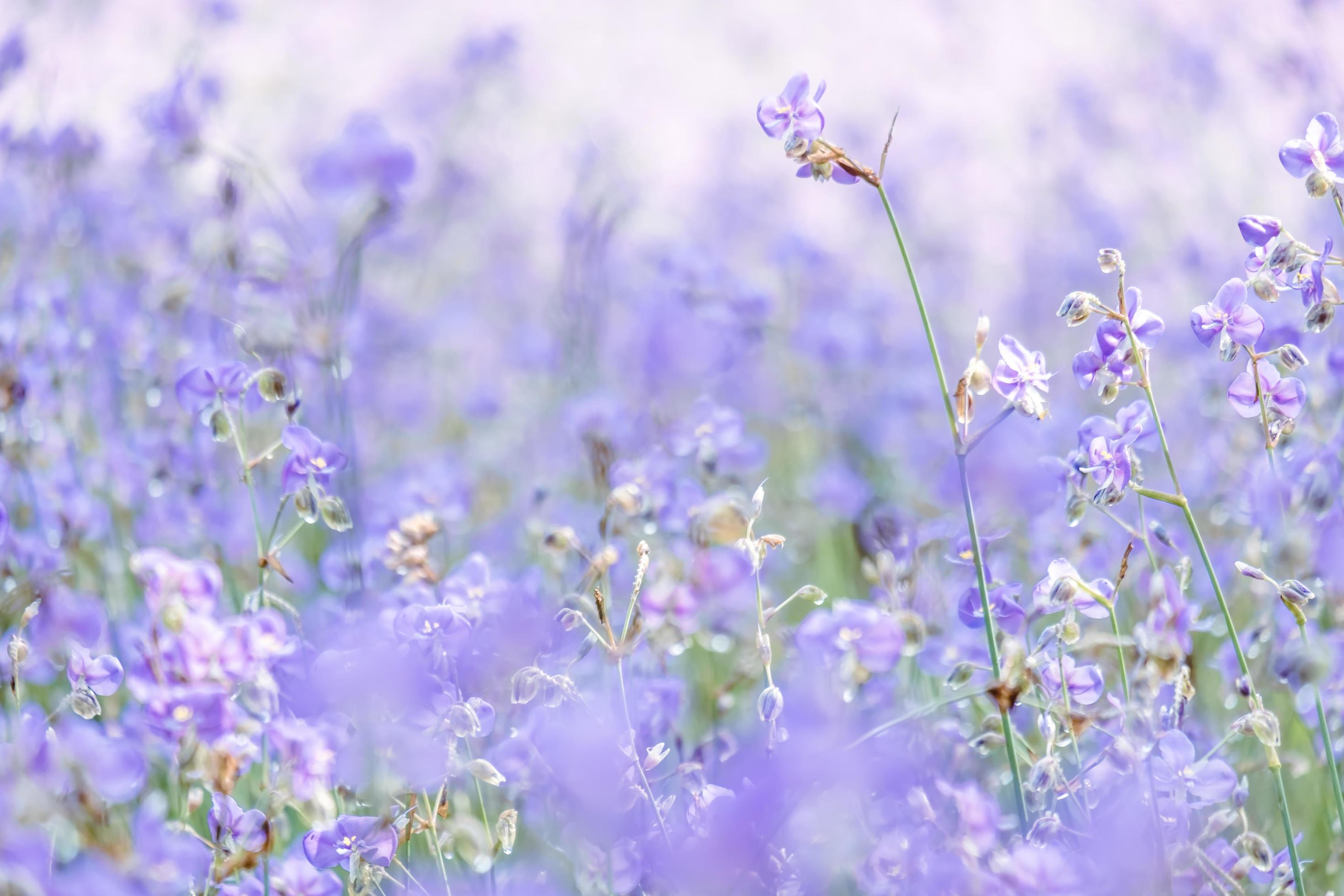 blurred of Beautiful Purple wild flowers blooming with refreshing in the morning,Soft pastel on nature bokeh background Stock Free