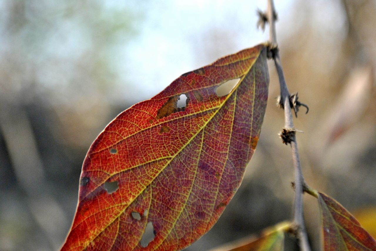 Holes Leaf Insects Stock Free