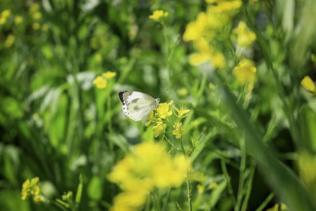 Butterfly white butterfly on yellow flower in summer spring field Stock Free