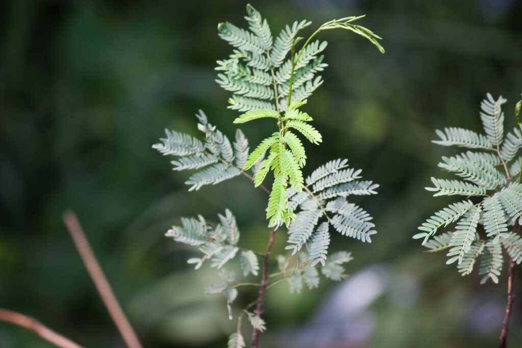 Green Beautiful Plants Stock Free