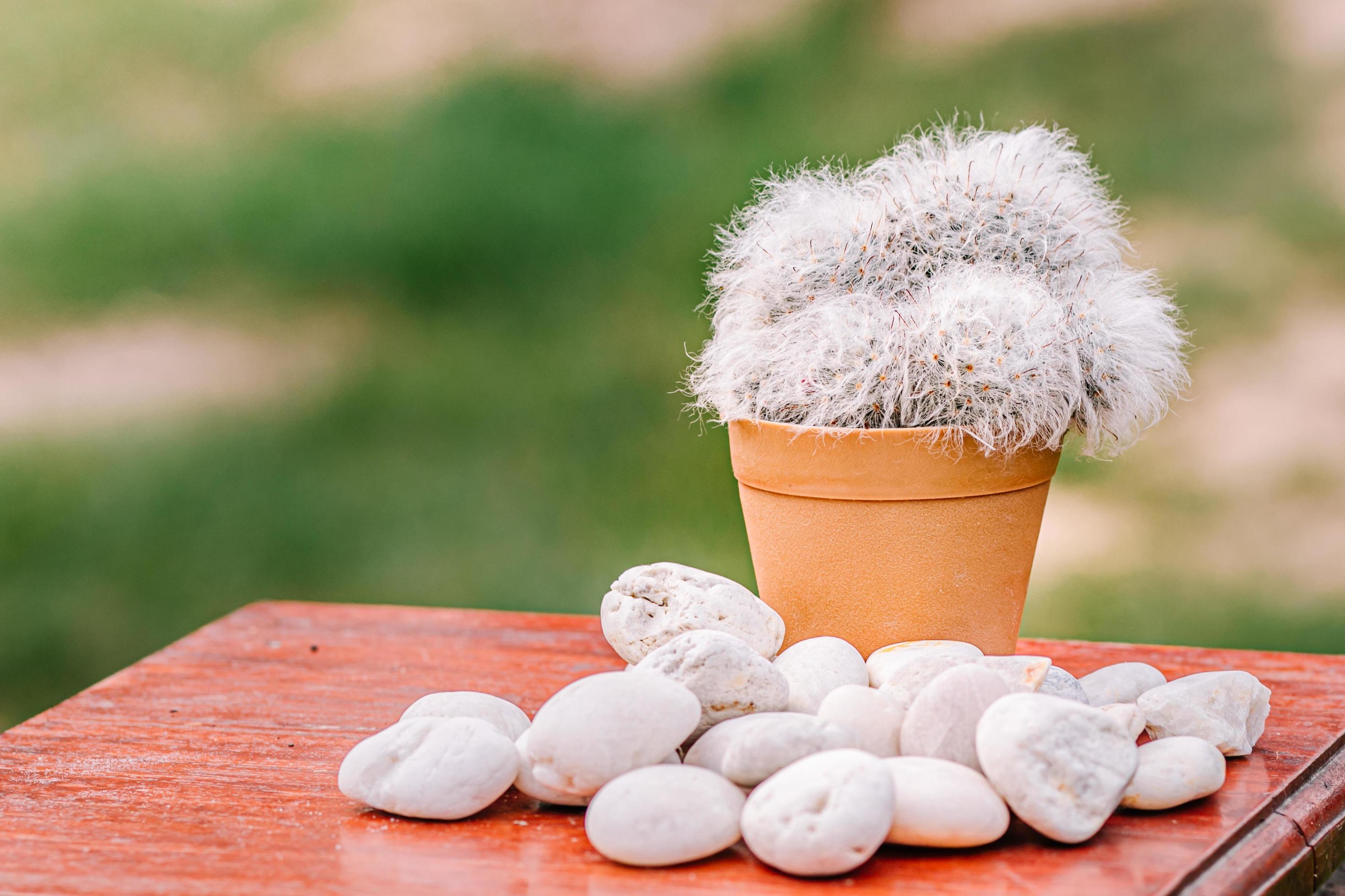 Collection of cactuses Cactus wood, cactus in tree pot. Cactus plants on wood table and nature background. Stock Free