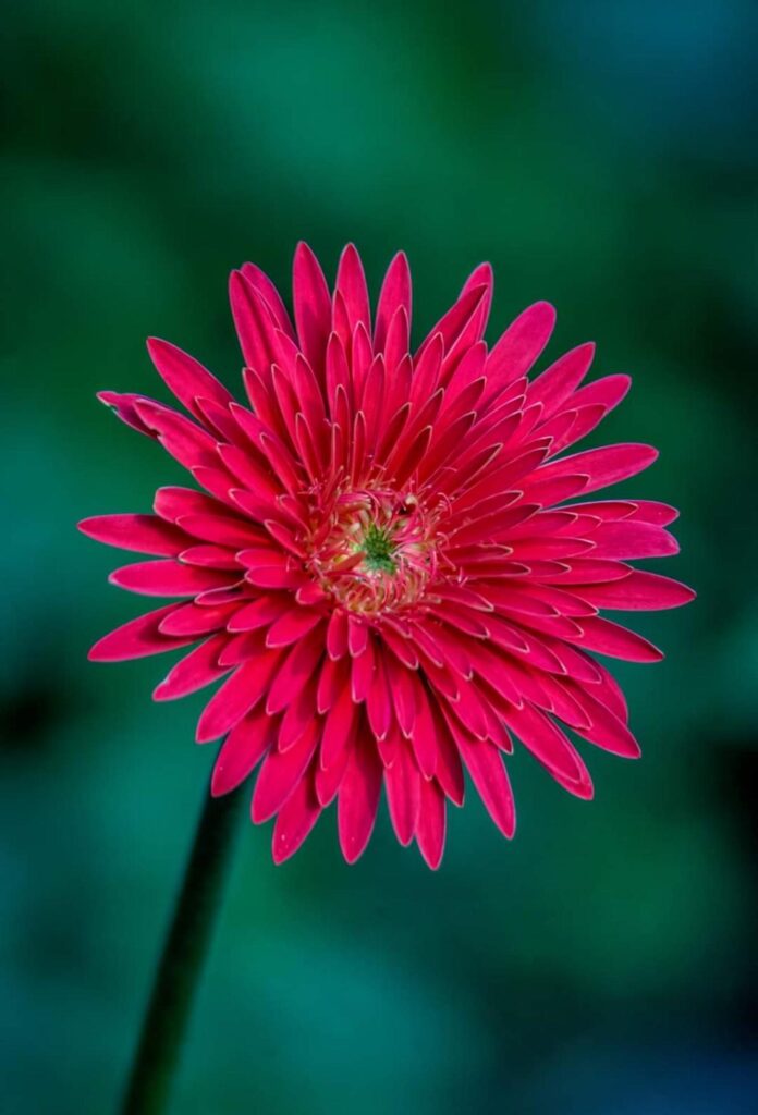 Gerbera jamesonii spring blooming flower Stock Free