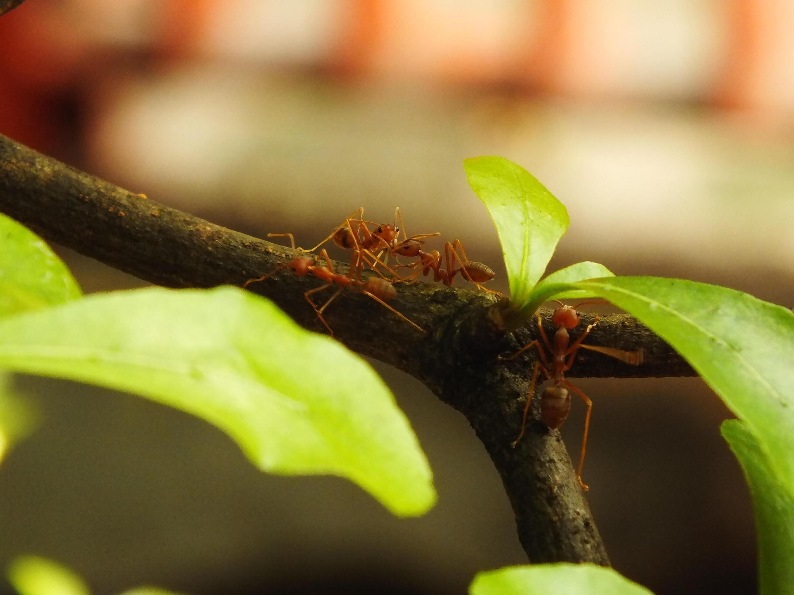 Selective focus of a red weaver ants colony walking on tree branch with nature background Stock Free