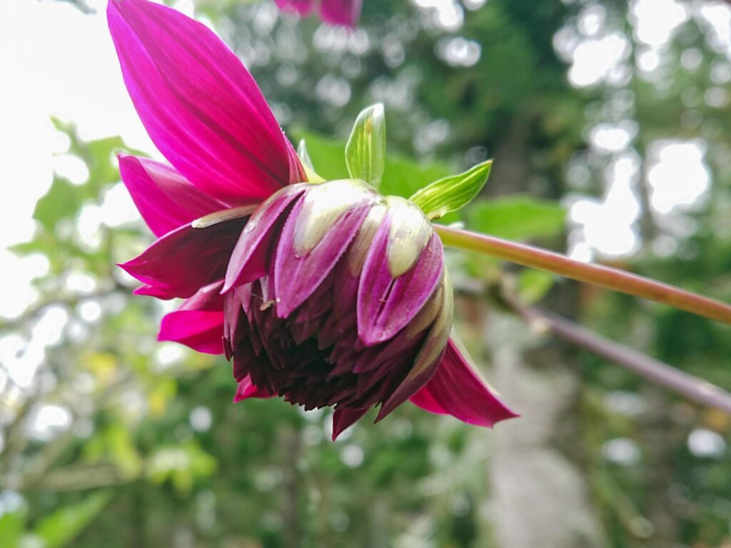 close up, macro beautiful pink flowers in garden Stock Free