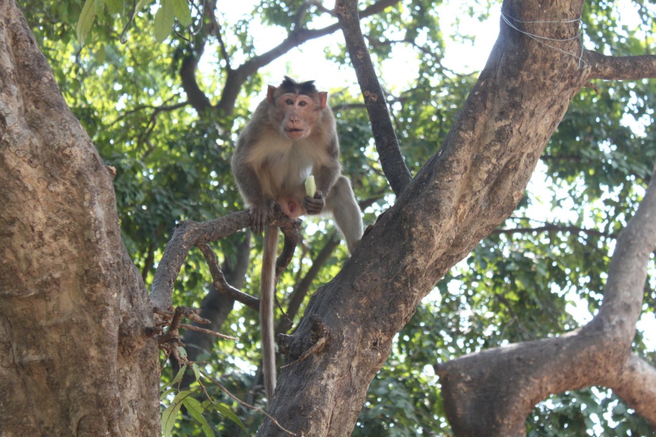 Monkey Eating Banana 2 Stock Free