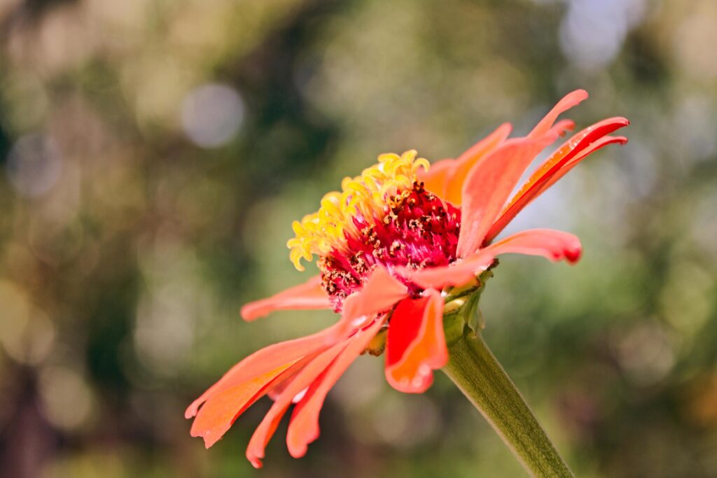 picture of Zinnia graceful with flowers growing in the yard of the house Stock Free