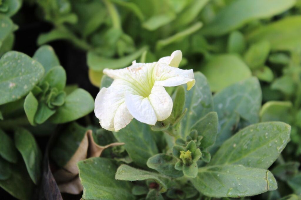 Dainty White Flower Stock Free