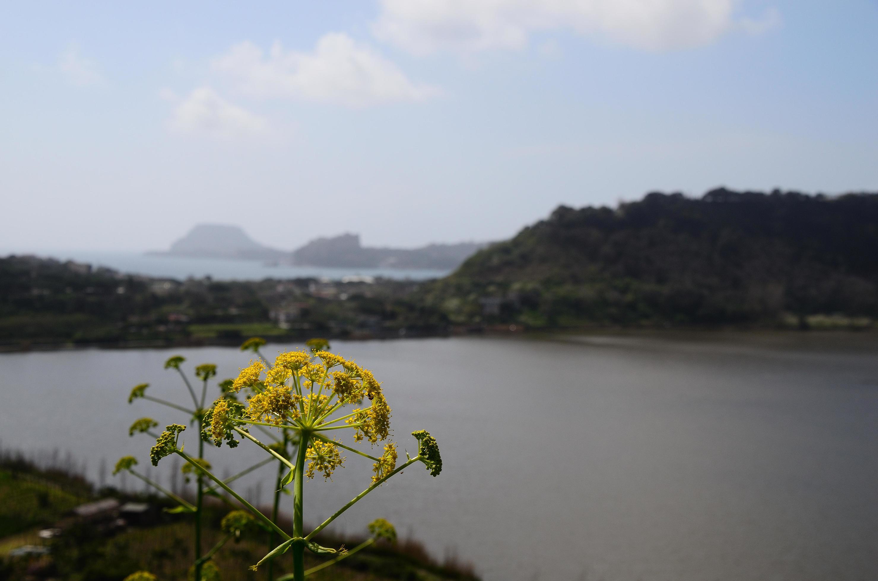 yellow flower and landscape Stock Free