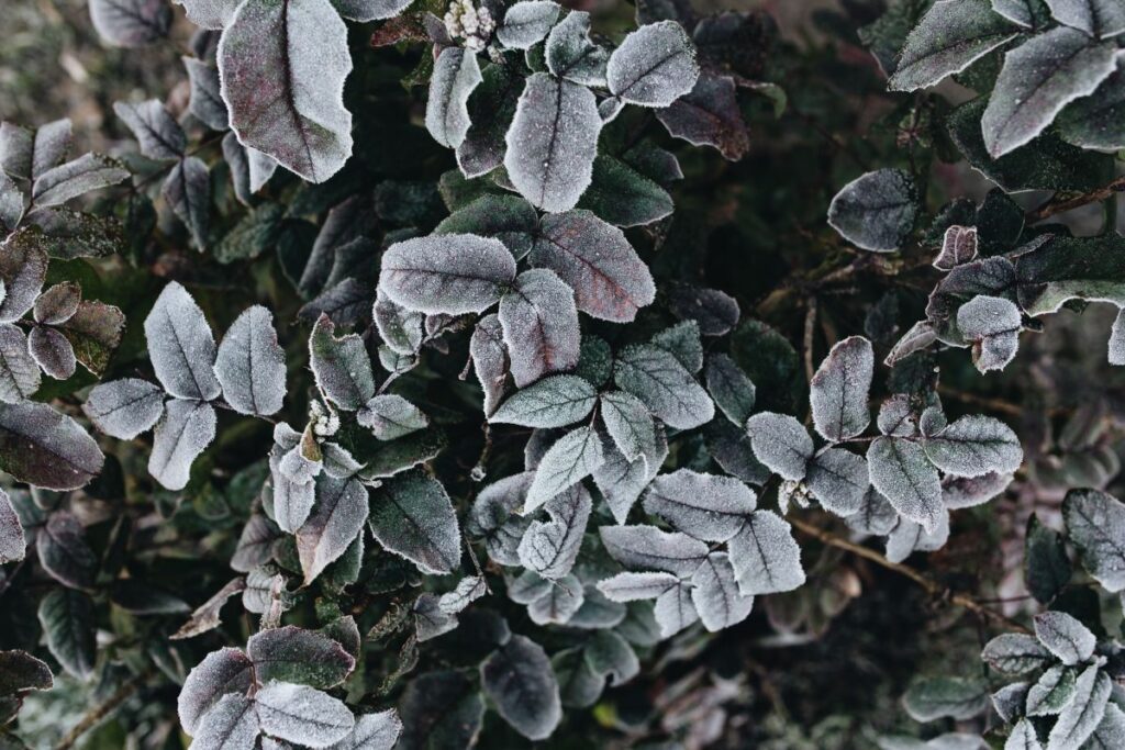 Detail of leaves covered in frost Stock Free