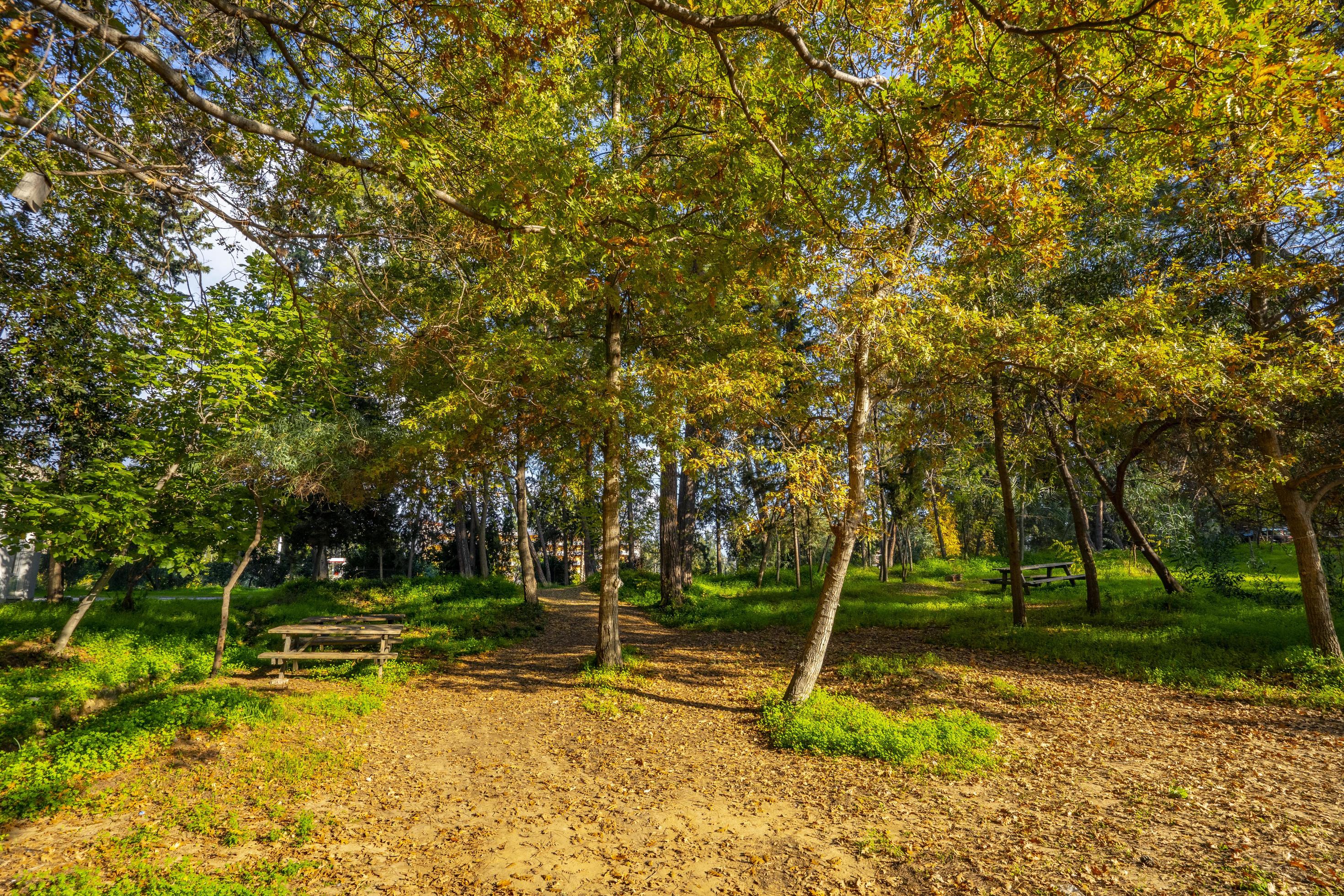 peaceful natural environment in the forest Stock Free