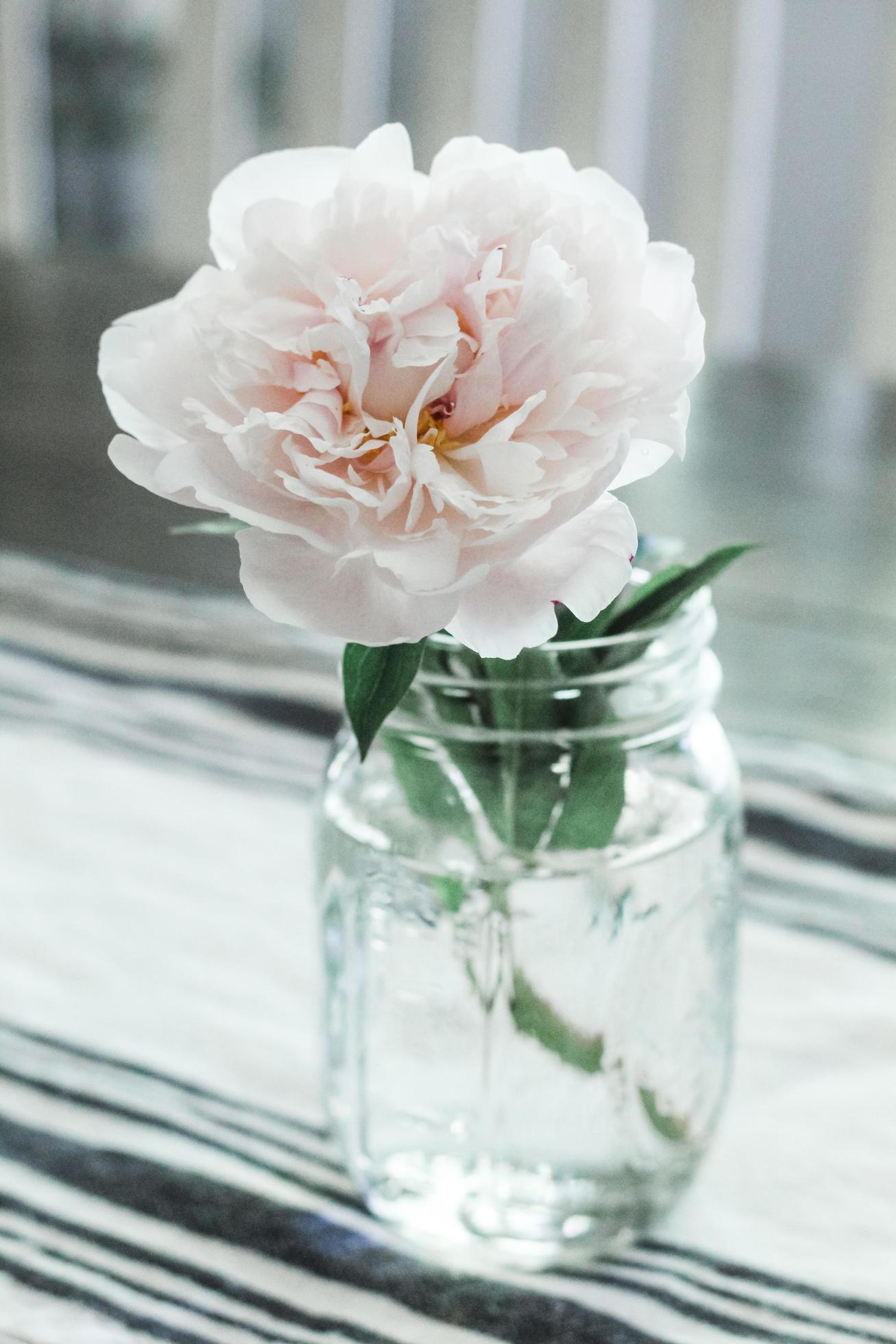 White-petaled flower in vase Stock Free